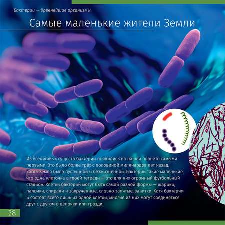 Книга знаний Levenhuk «Невидимый мир»