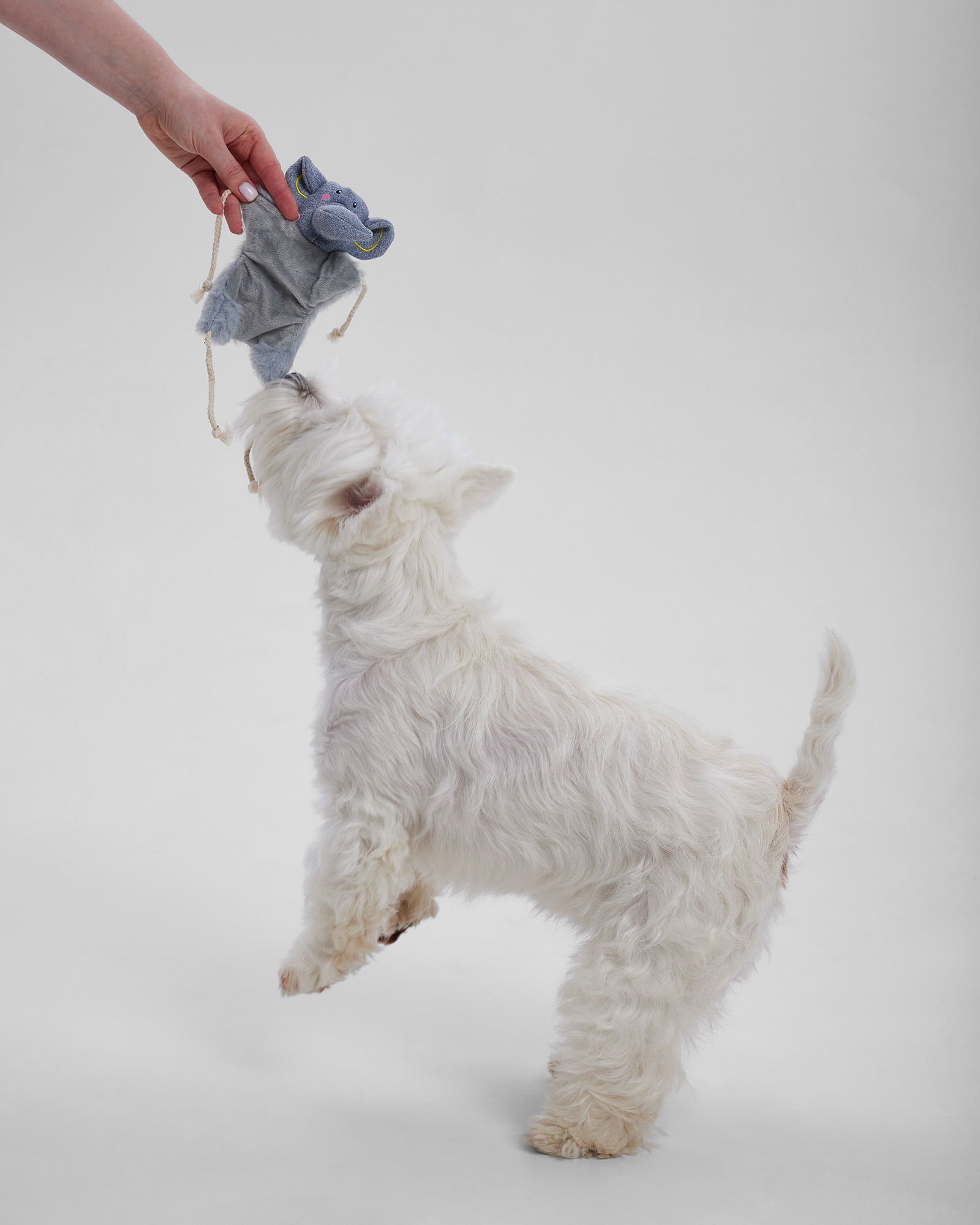 Игрушка для собак Barbaks Слонёнок плоский с канатиком шуршит 33*26.5 см - фото 5