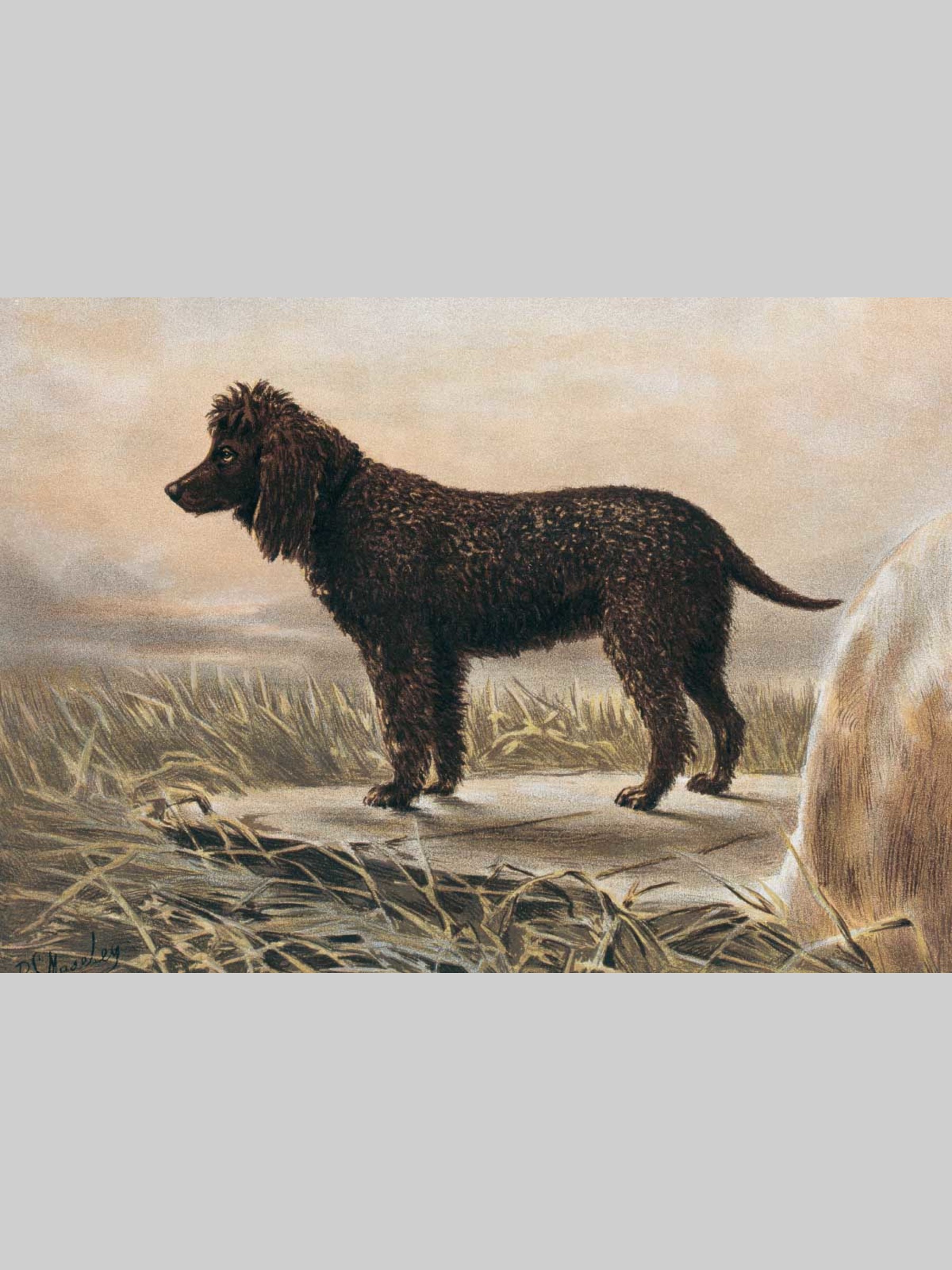 Набор открыток Белый город Собаки - фото 6