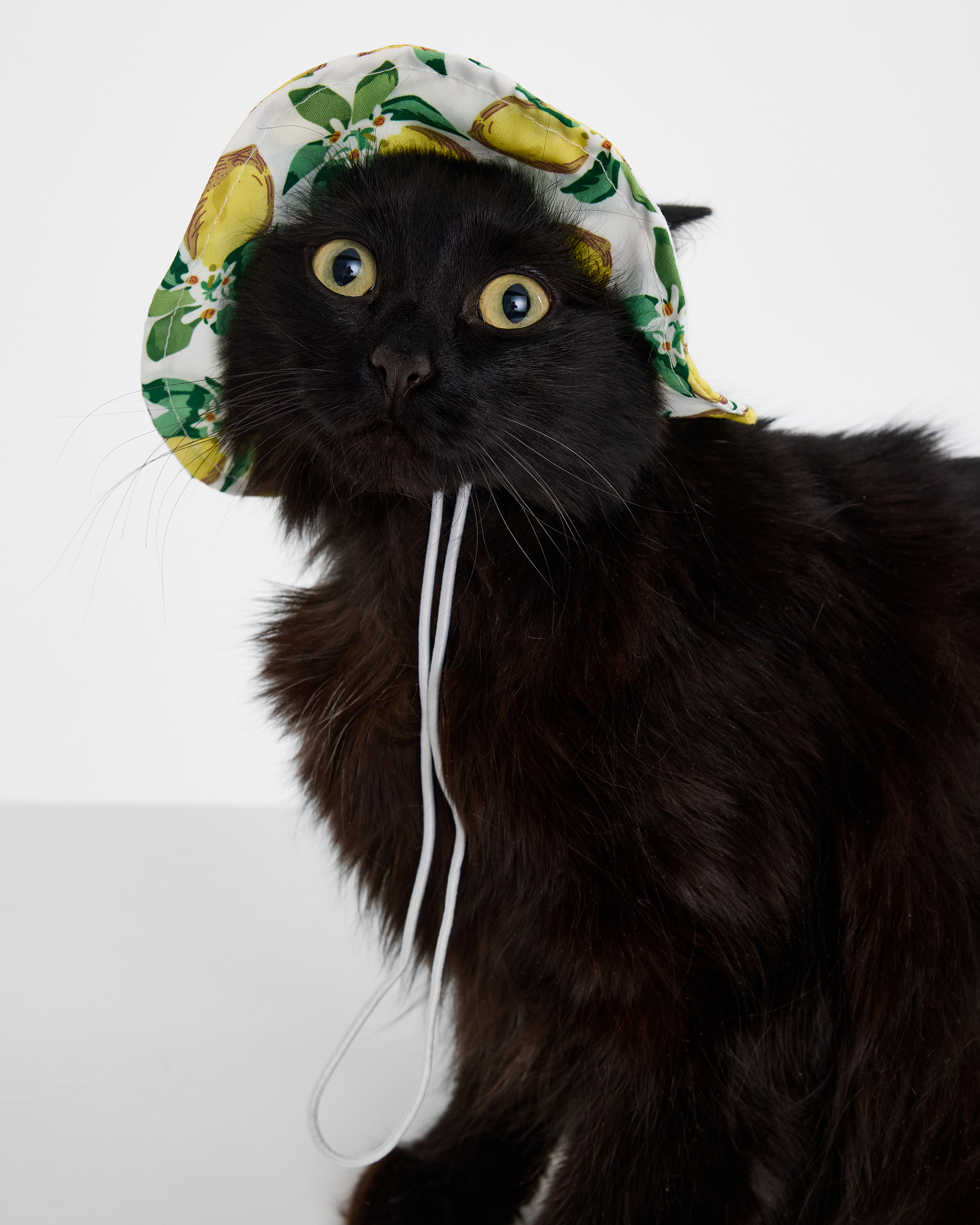 Изображение товара Панама для собак и кошек Зоозавр: M