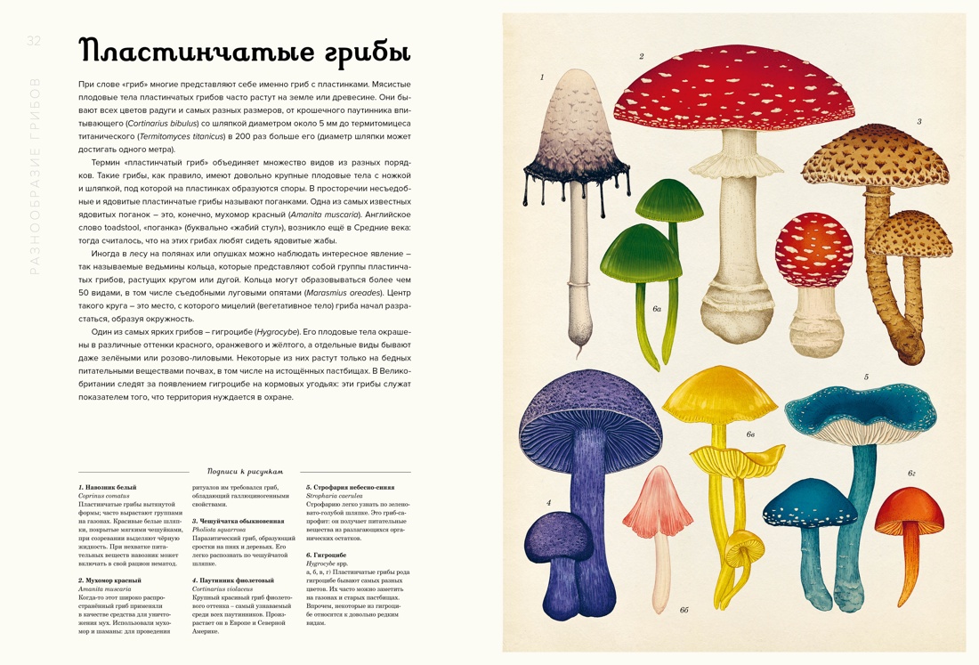Книга Махаон Энц. Хауксворт Д. Л., Сьюз Л. М., Кой П. В., Грибариум - фото 11