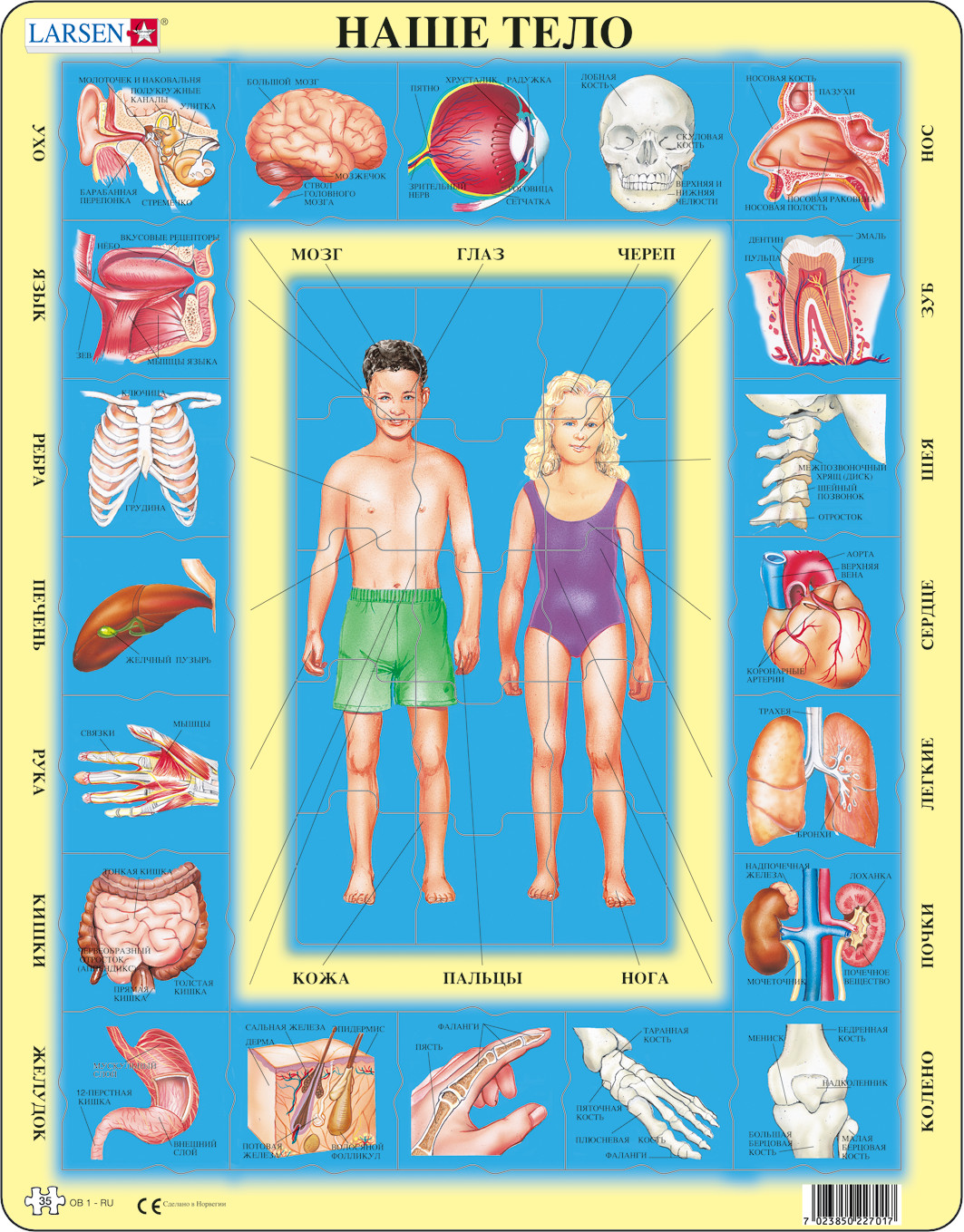 Пазл Larsen Наше тело 35 эл классический - фото 1