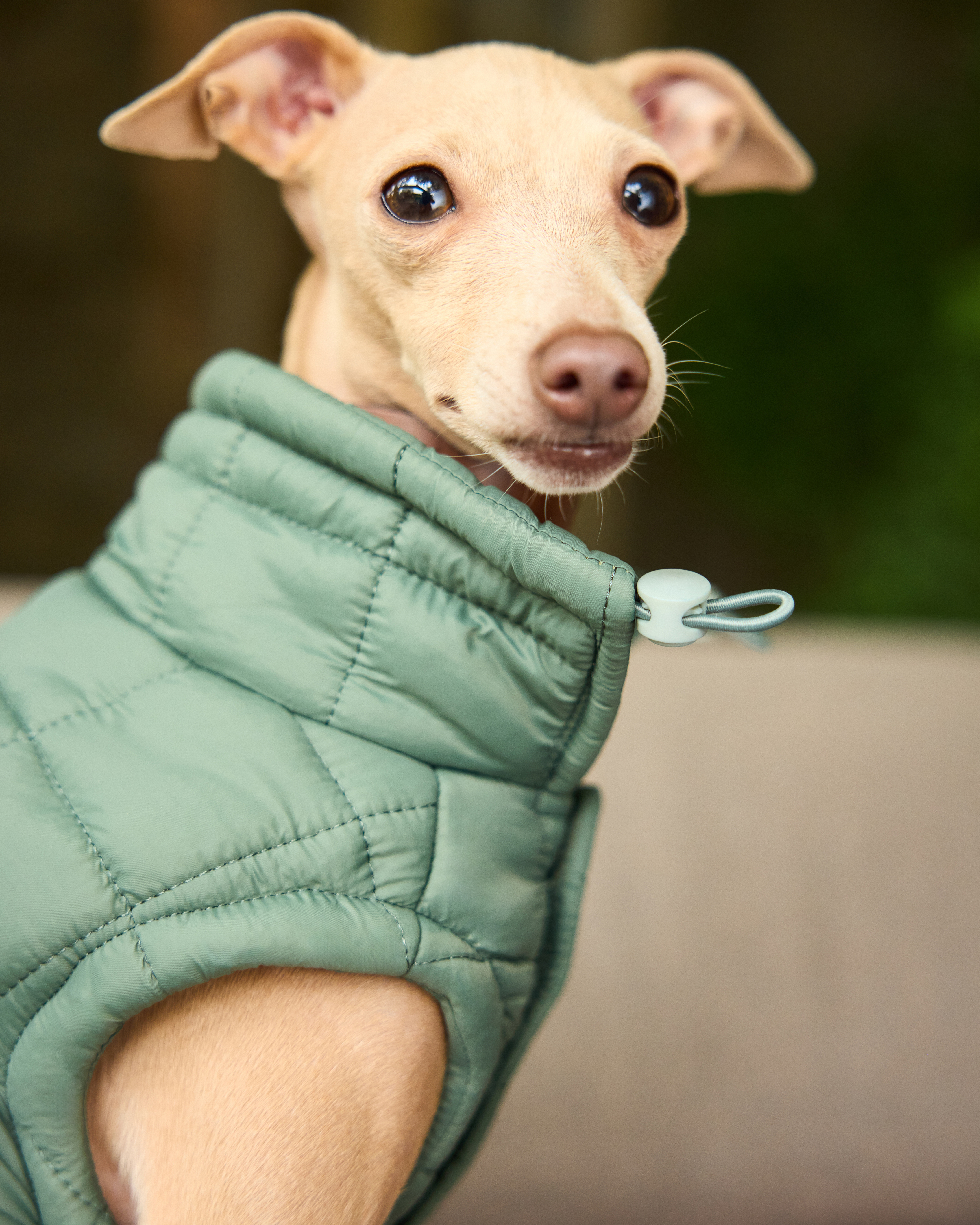 Жилет для собак и кошек Зоозавр - фото 11