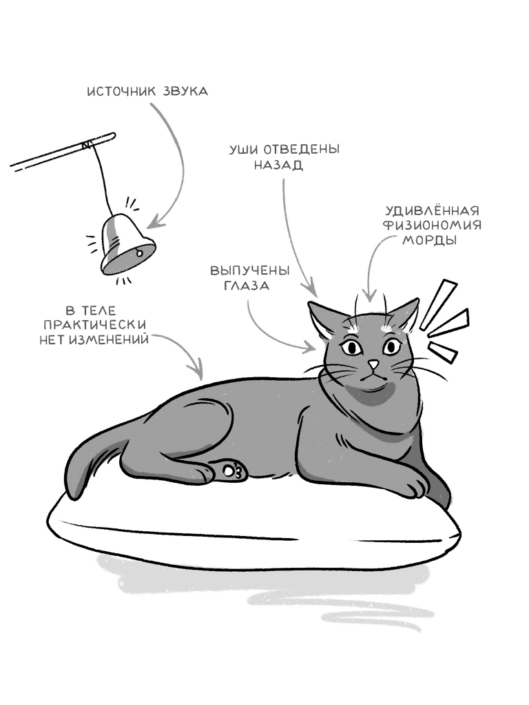 Книга АСТ Я тебя пониМЯУ. Как понять язык кошки - фото 16