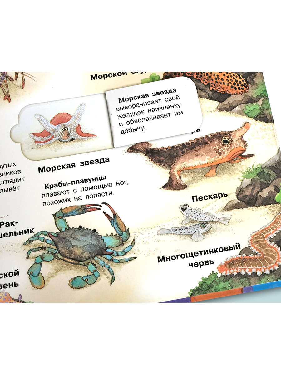 Книга Омега-Пресс Энциклопедия для детей с окошками Мир морских животных - фото 18