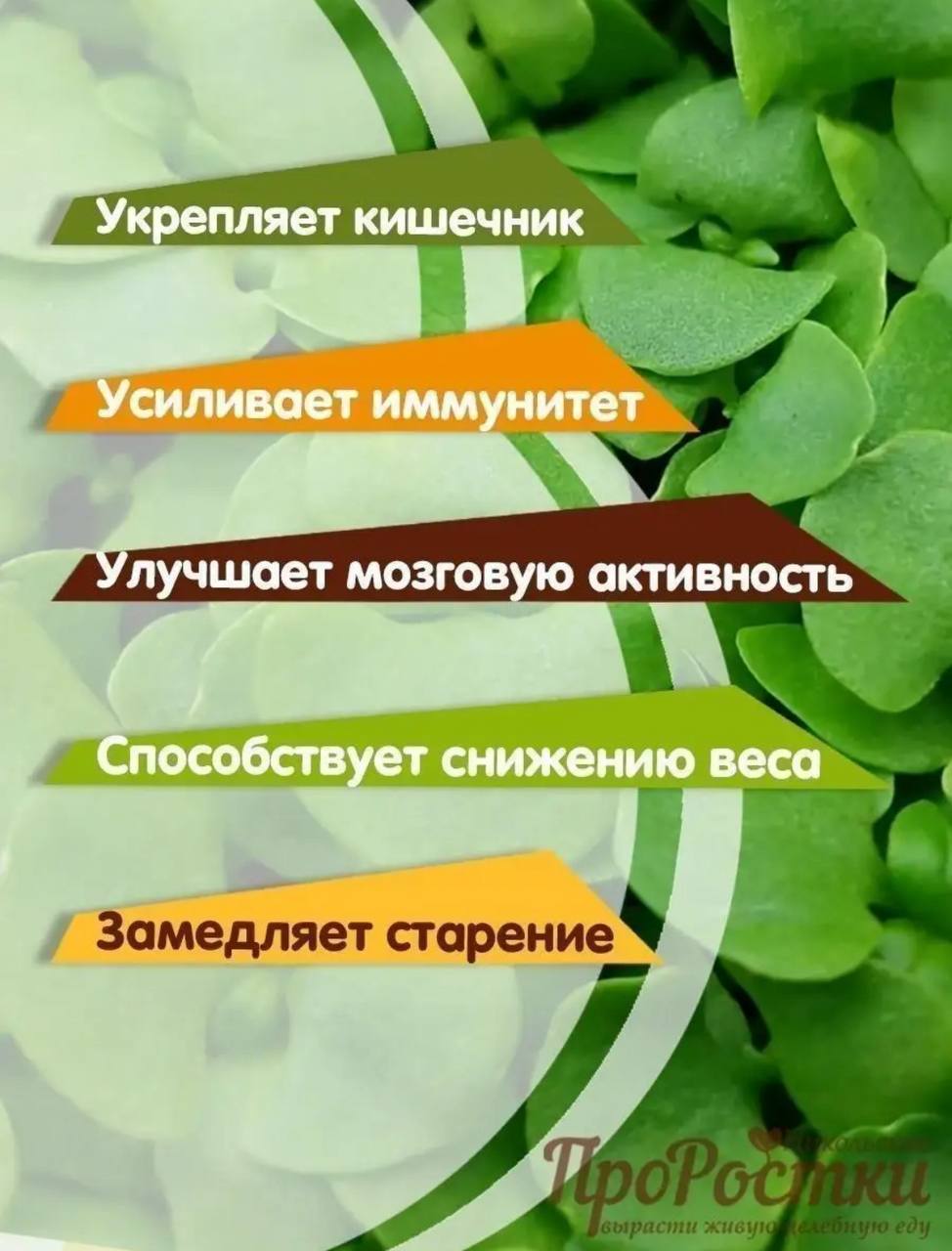 Семена для микрозелени MegaMedia базилик - фото 3