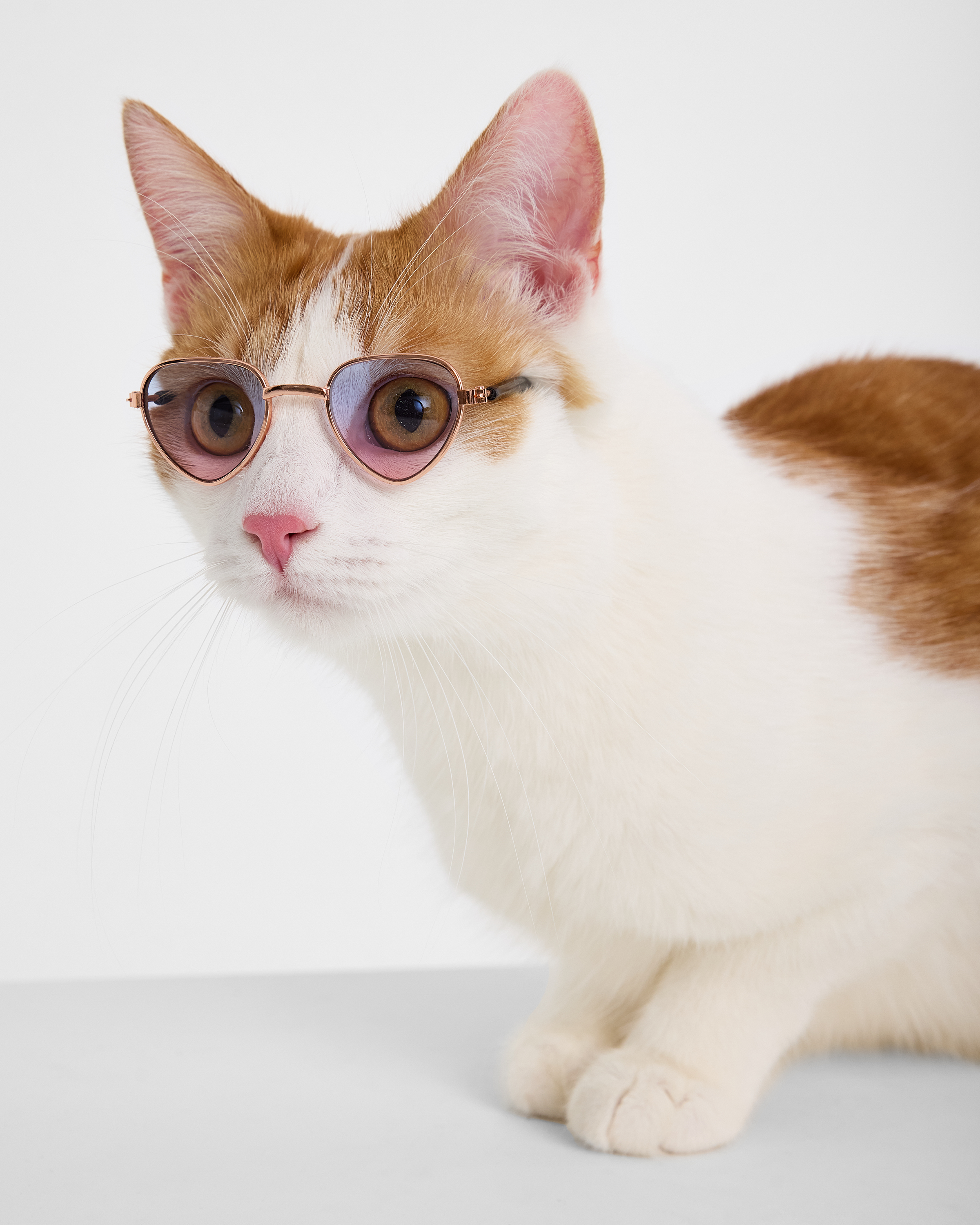 Изображение товара Очки для собак и кошек Зоозавр: Б/Р