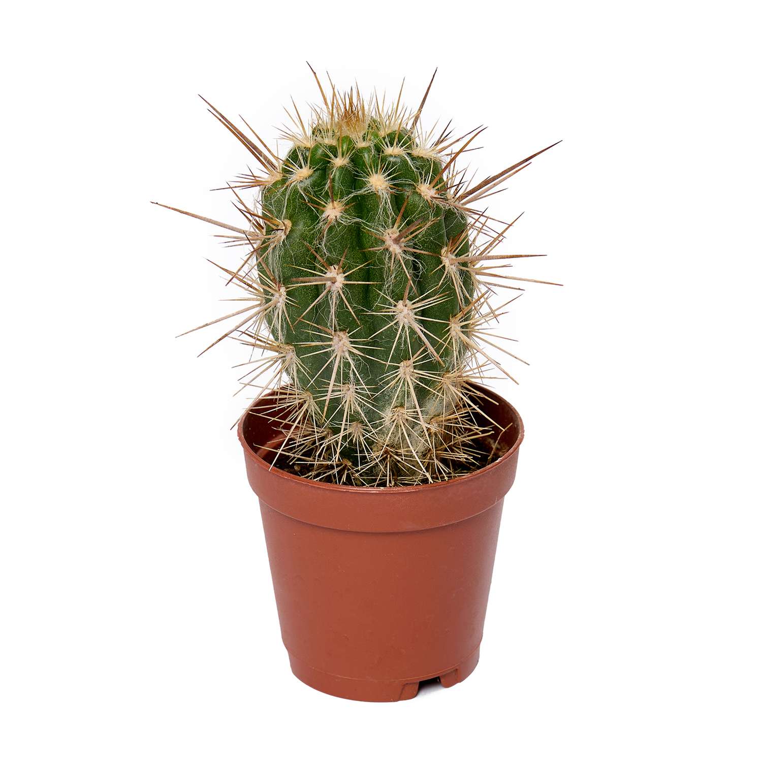 Растение ЕТК Суккуленты D5.5 в ассортименте - фото 24