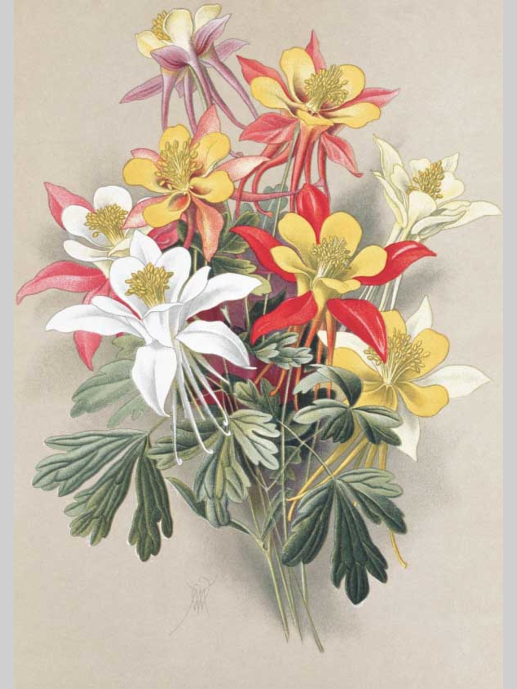 Набор открыток Белый город Садовые многолетники почтовые для посткроссинга - фото 5