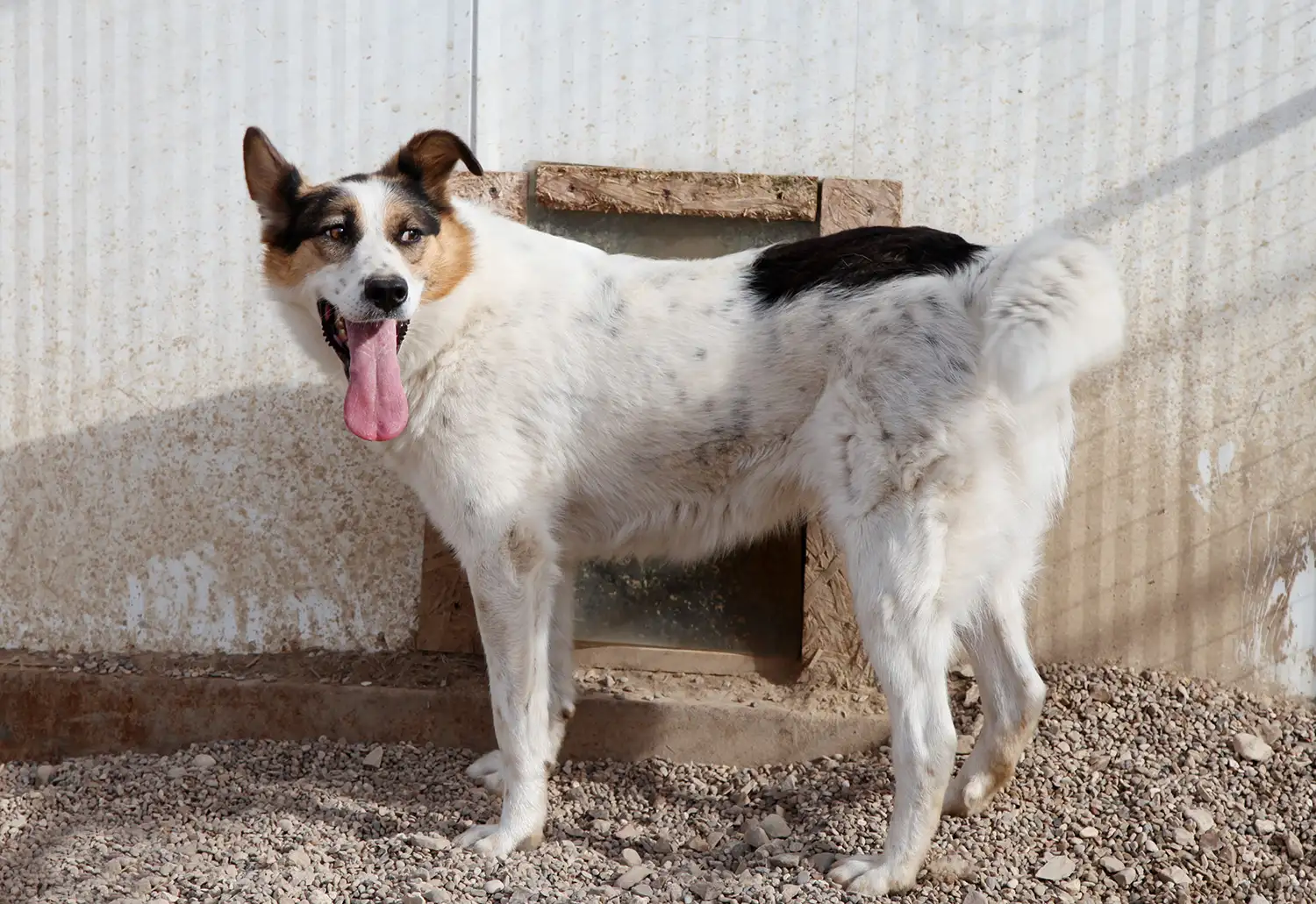 Собака Кемра - фото 4