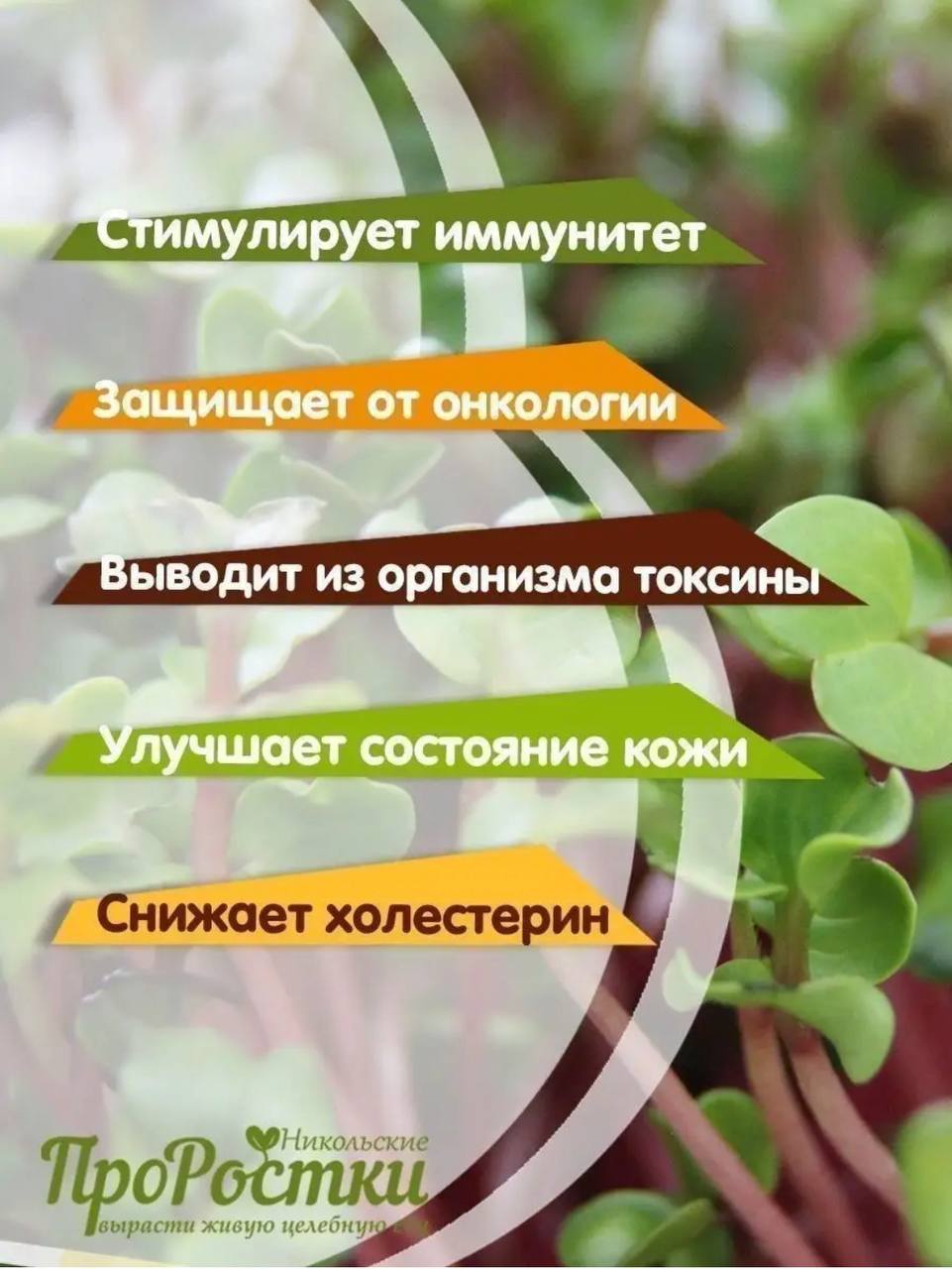 Семена для микрозелени MegaMedia редька - фото 4