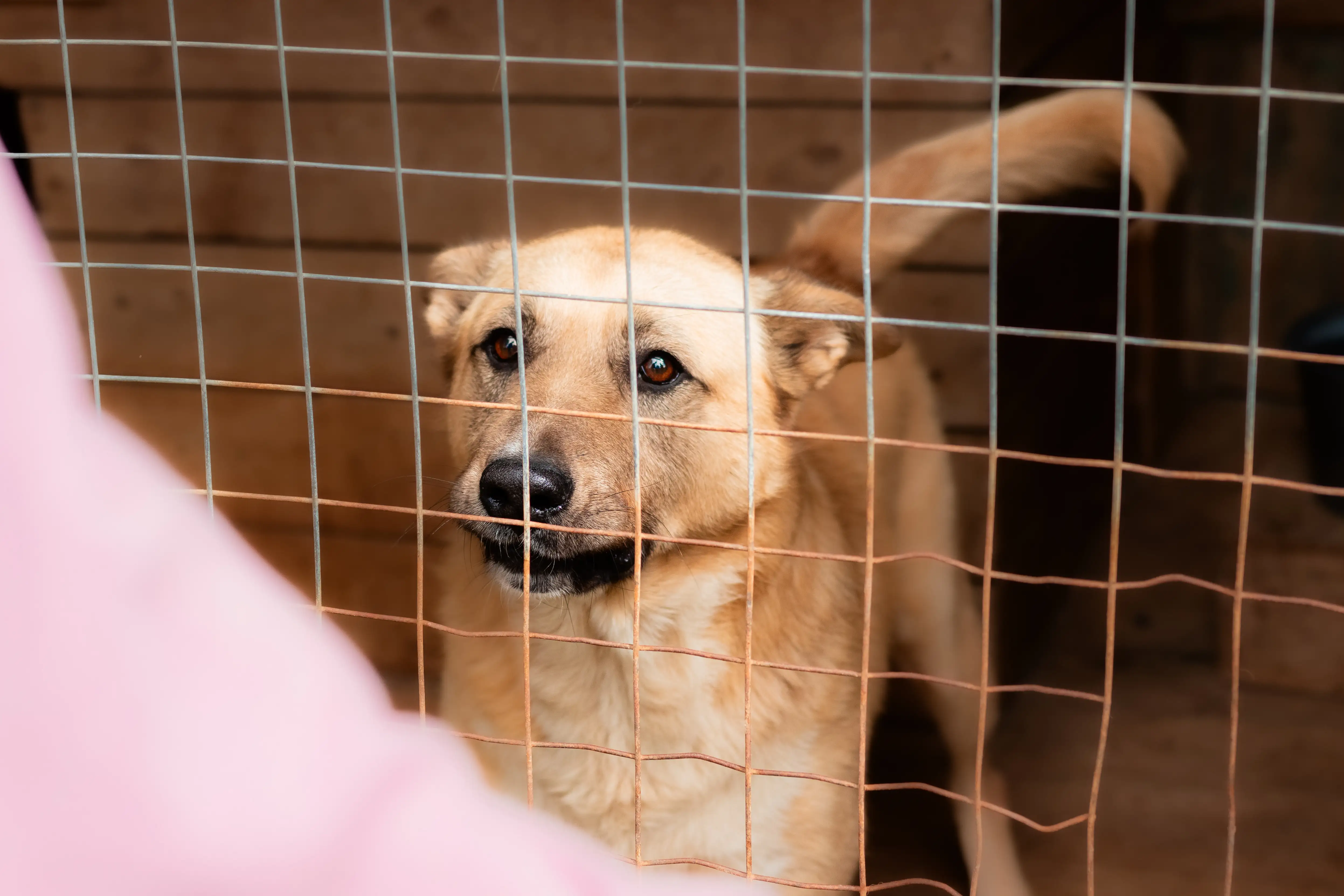 Собака Снежок - фото 3