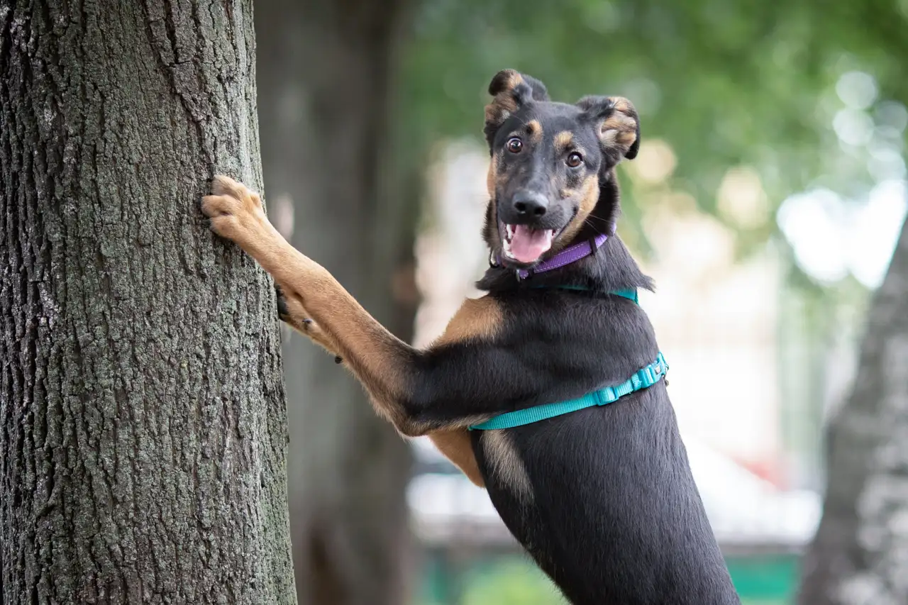 Собака Унта - фото 5