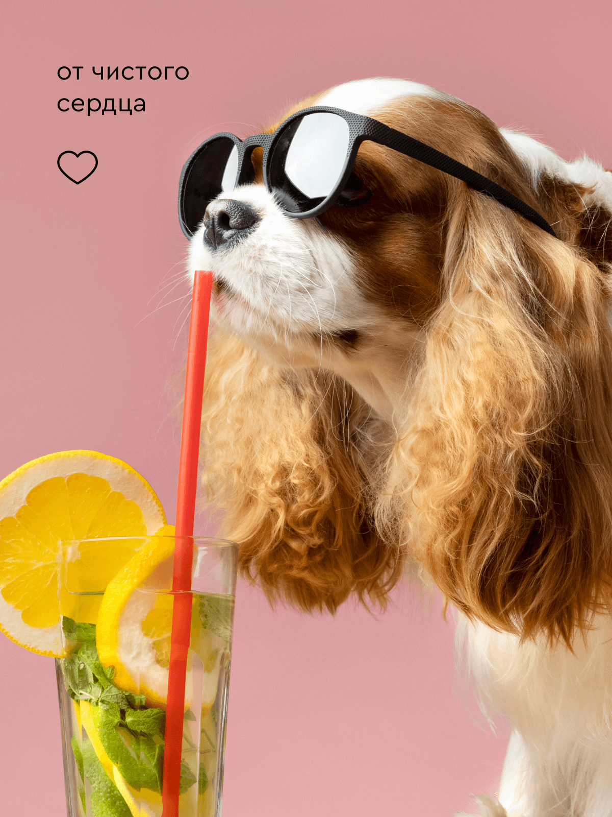 Шампунь с тропическим ароматом Pamilee универсальный домашний увлажняющий для собак - фото 15