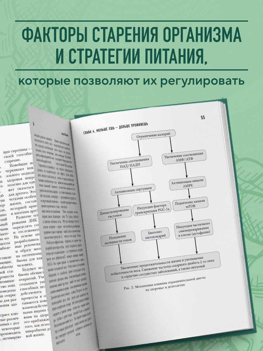 Книга БОМБОРА Кишечник долгожителя. 7 принципов диеты - фото 2