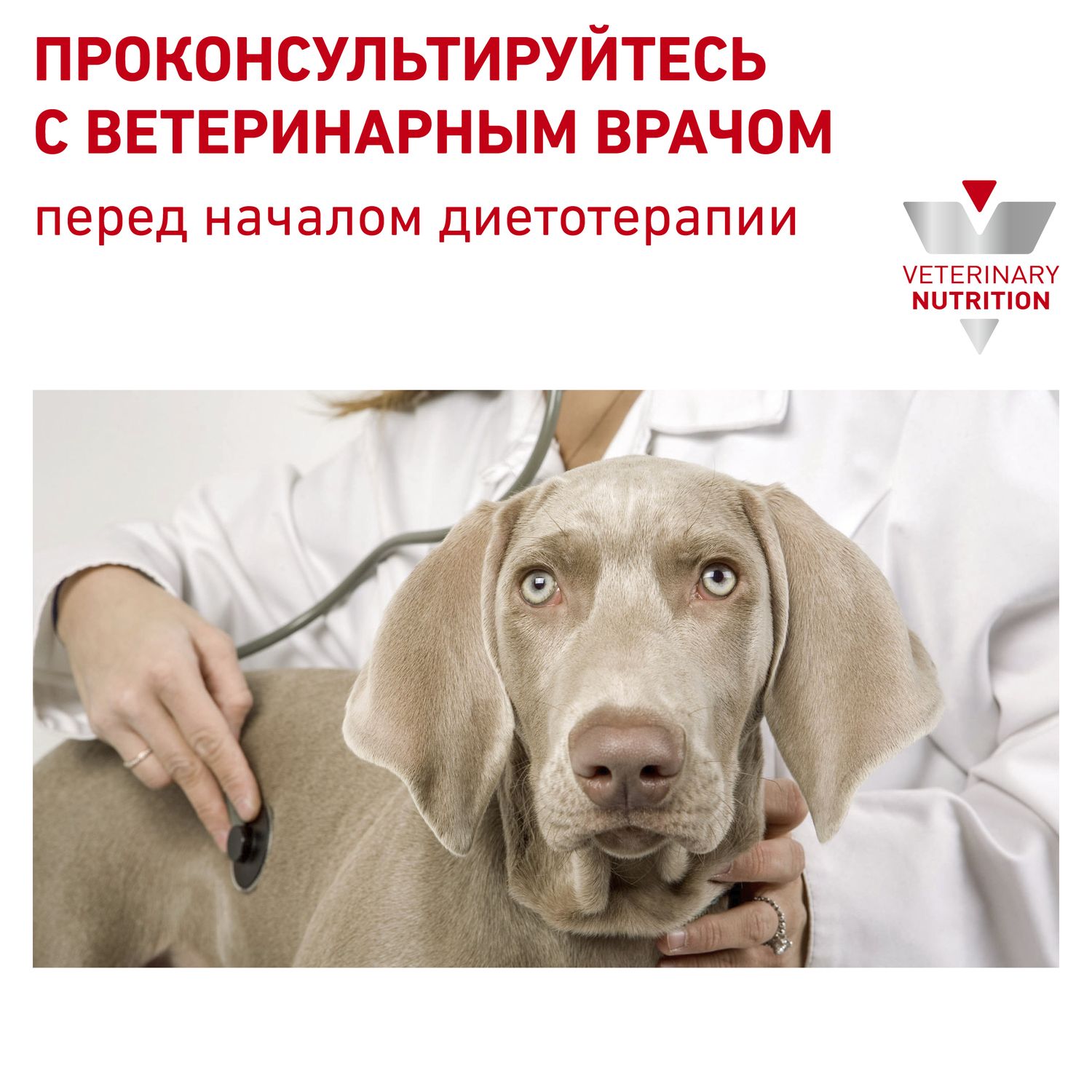 Корм для собак ROYAL CANIN Renal Small Dog с хронической почечной недостаточностью 3.5кг - фото 8