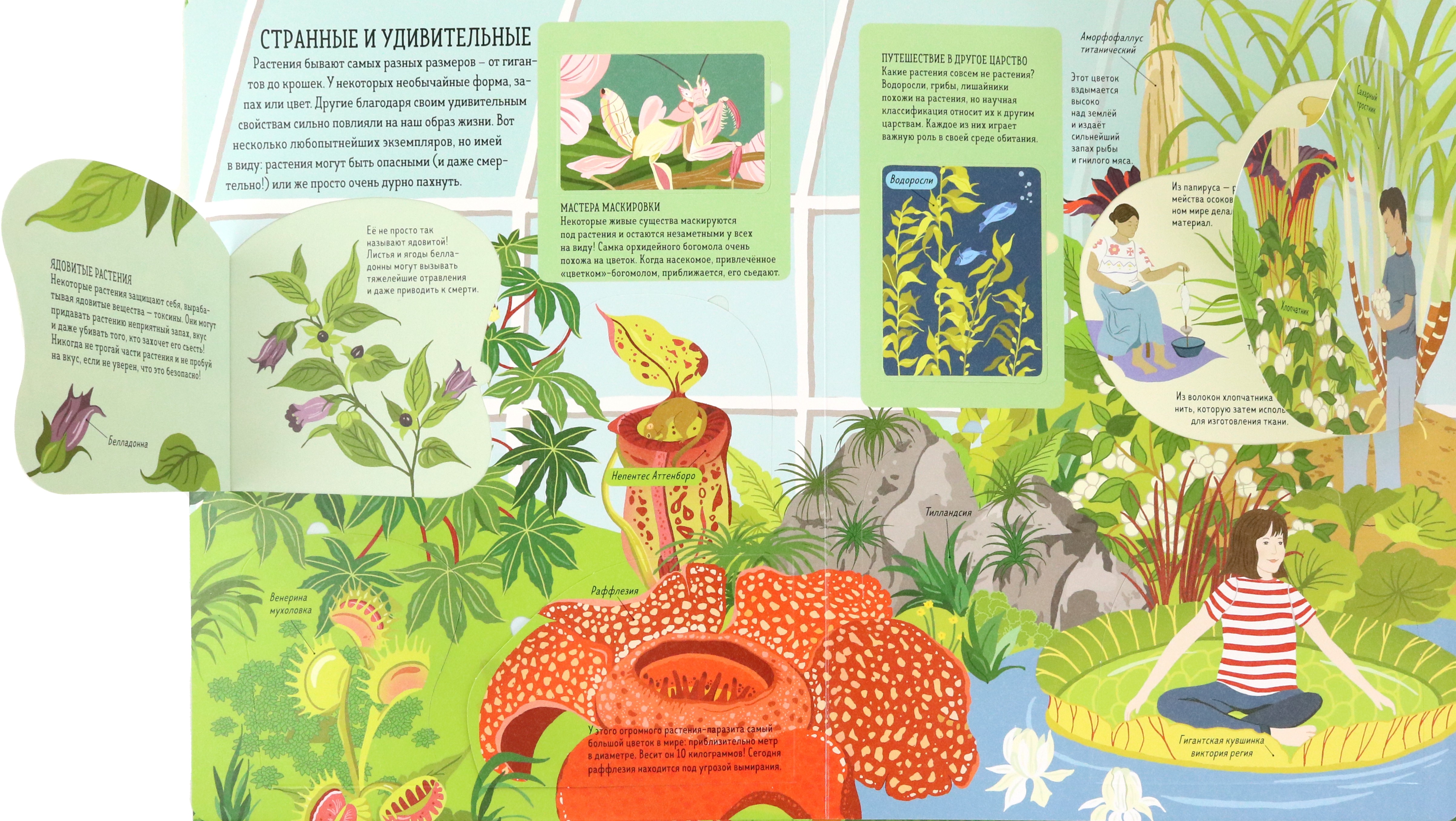 Книга Лабиринт Растения. От петрушки до секвойи - фото 7