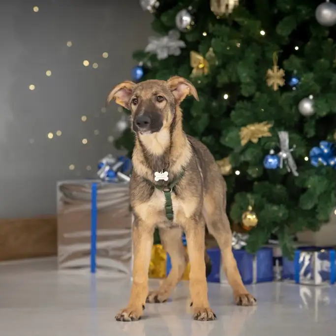 Собака Юдо - фото 4