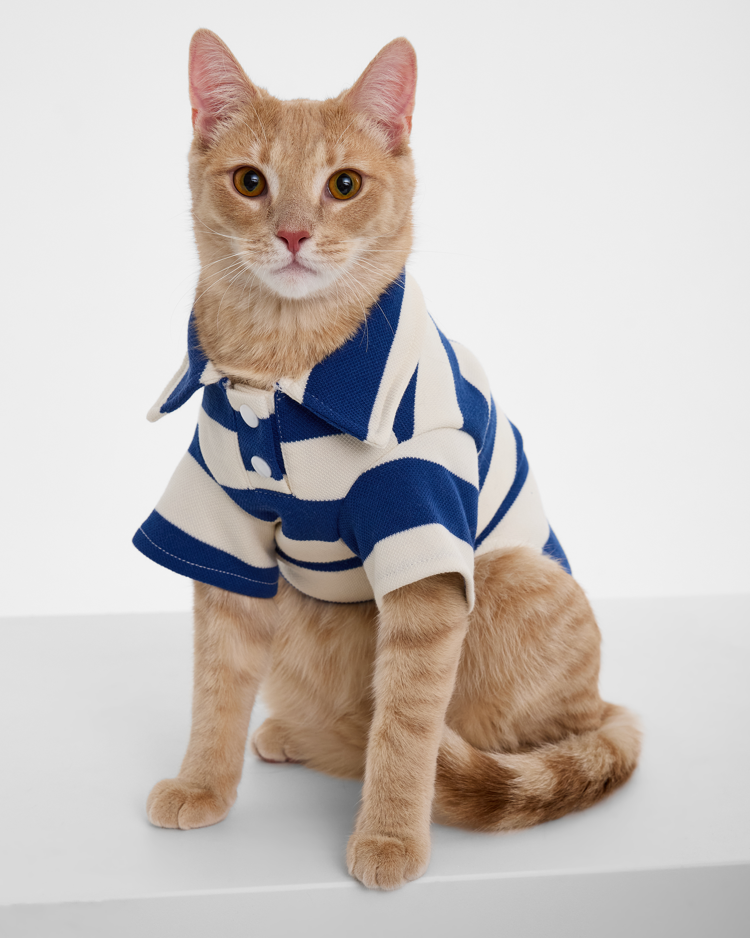 Поло для собак и кошек Зоозавр - фото 10