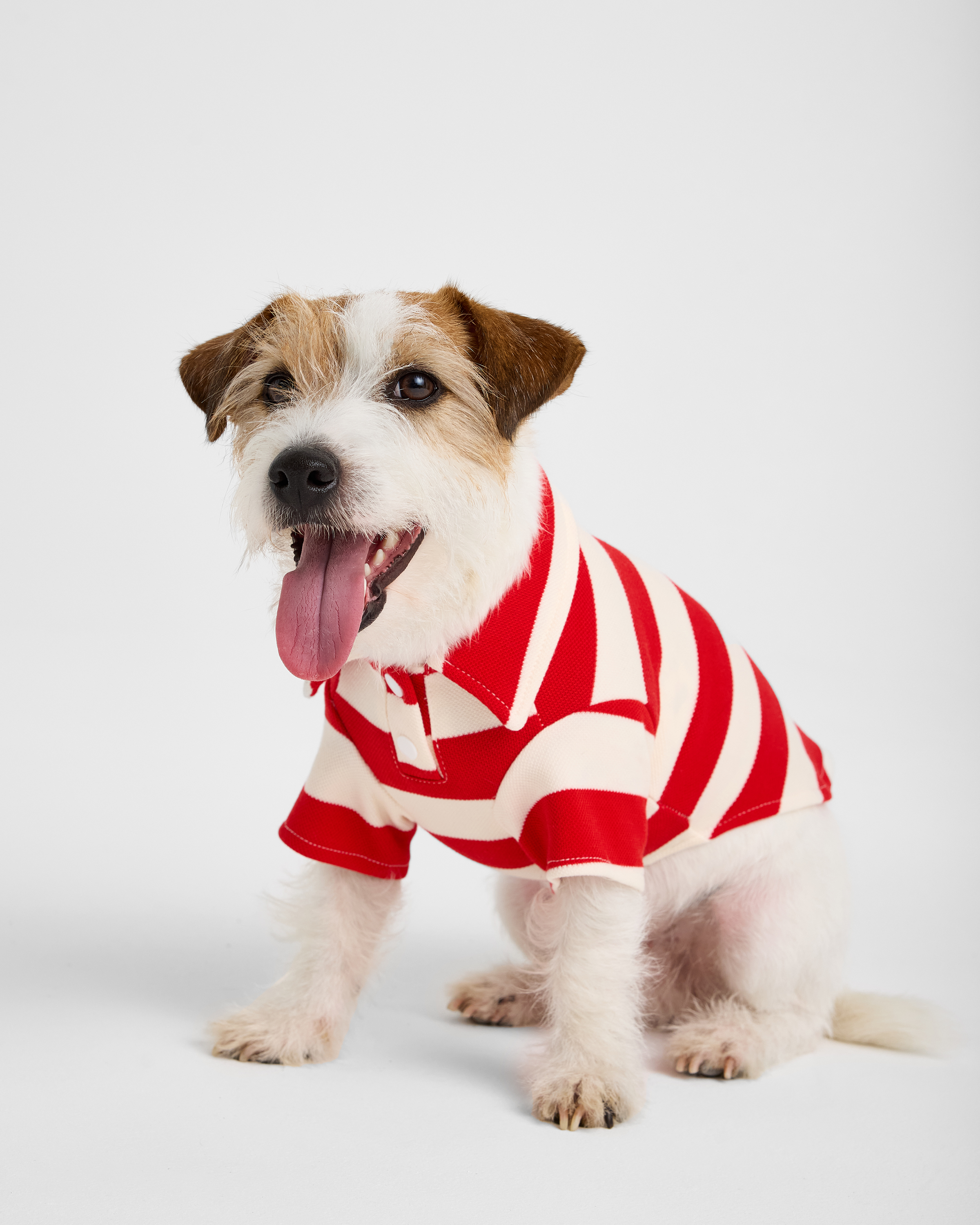 Поло для собак и кошек Зоозавр - фото 1