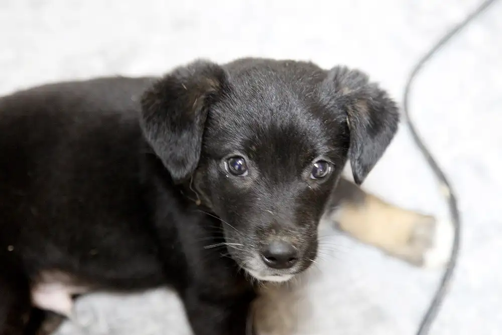 Собака Бублик - фото 4