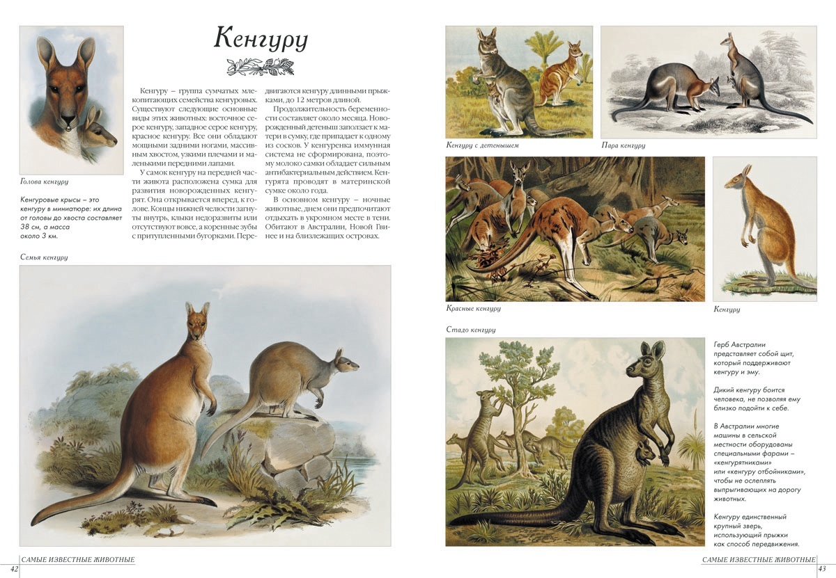Книга Белый город Самые известные животные - фото 4