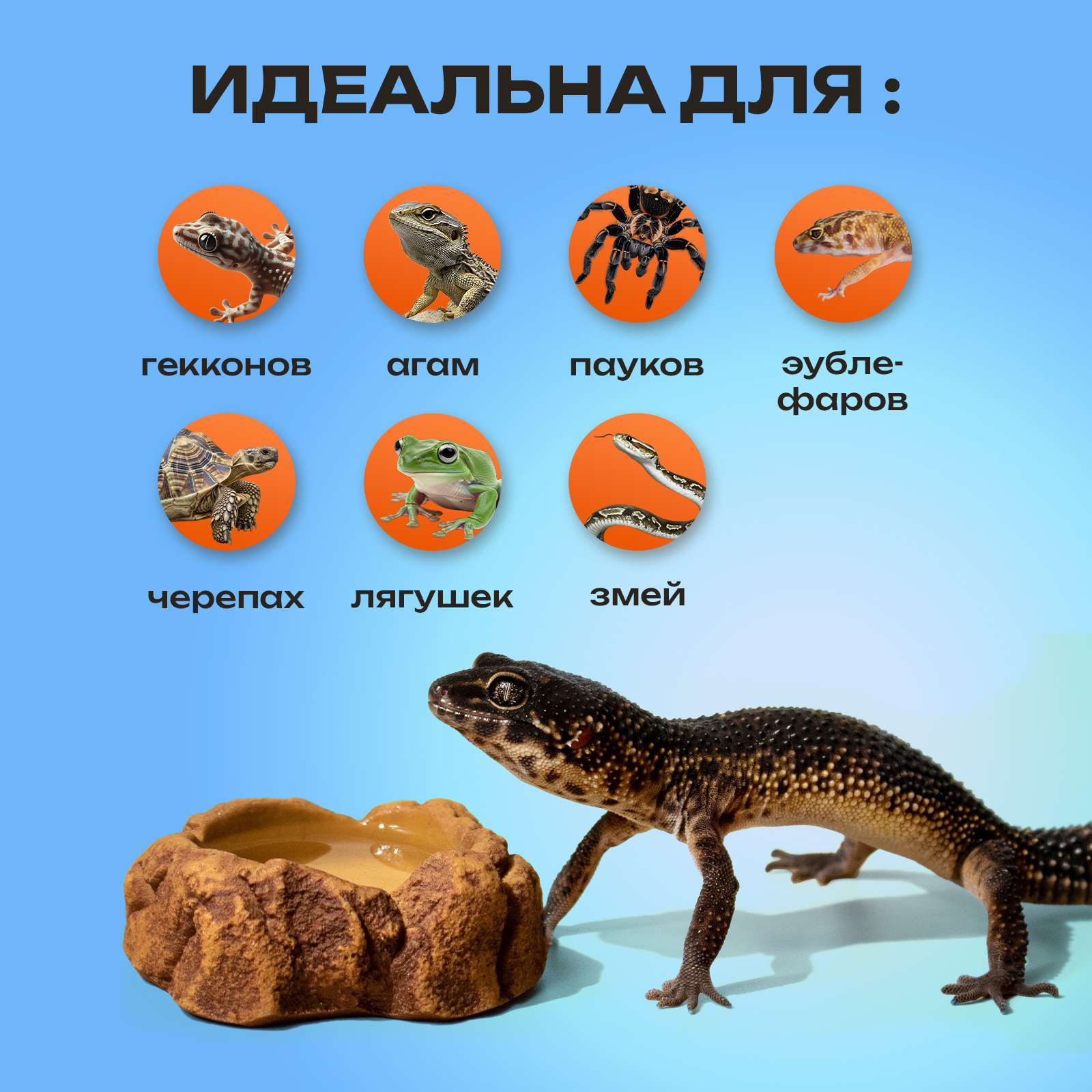 Кормушка поилка маленькая PETPOWER для ящерицы и эублефара - фото 3