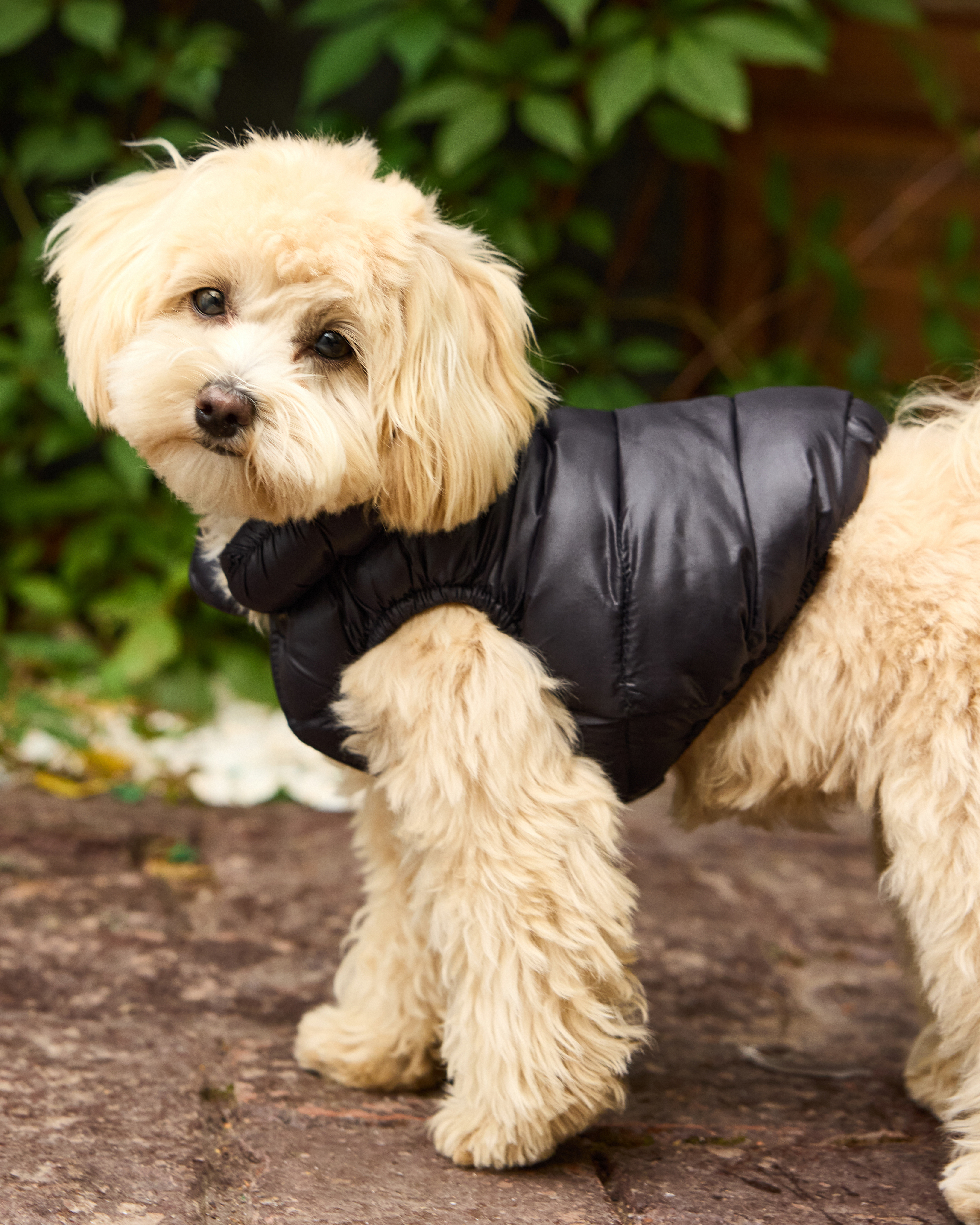 Жилет для собак и кошек Зоозавр - фото 1