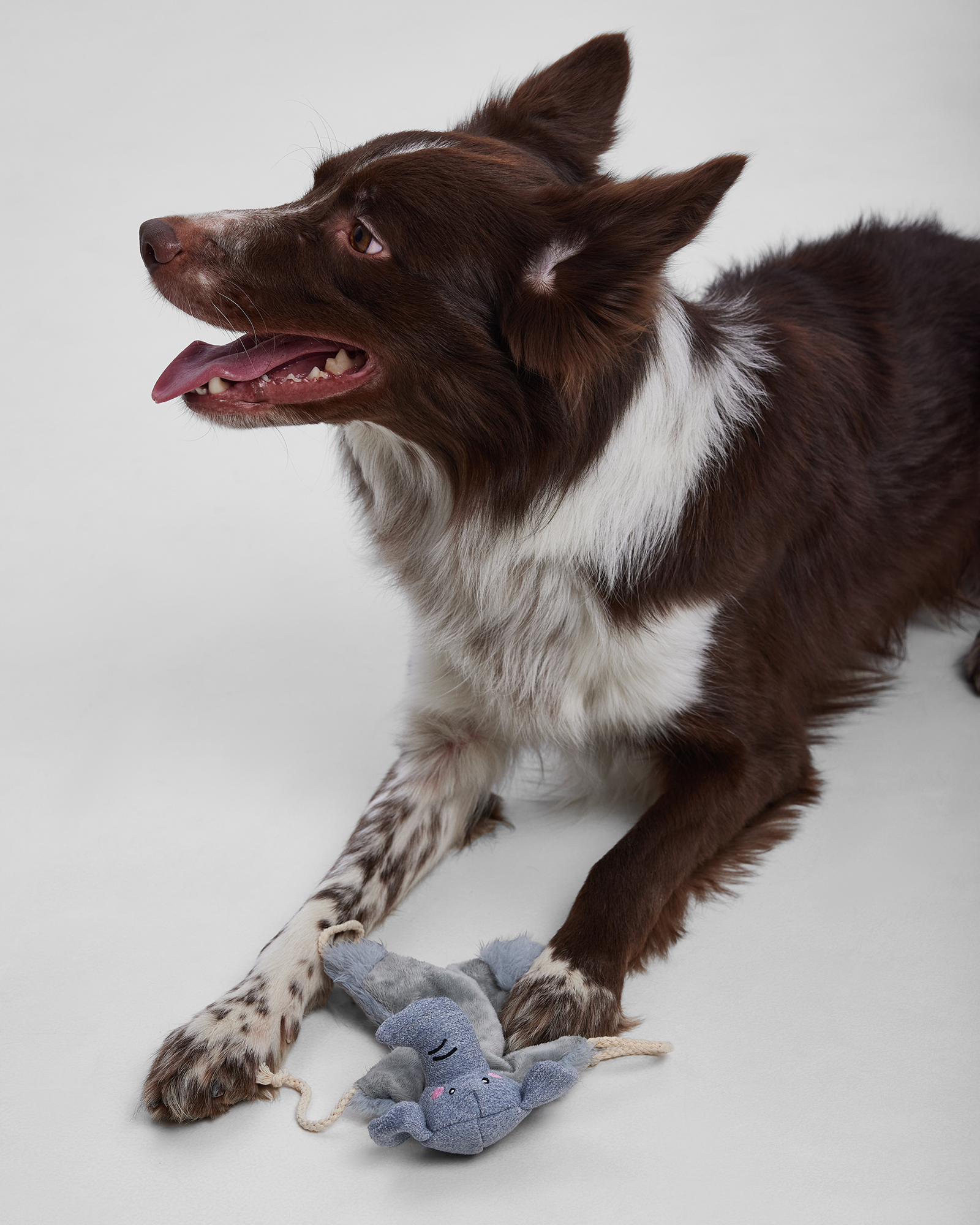 Игрушка для собак Barbaks Слонёнок плоский с канатиком шуршит 33*26.5 см - фото 8