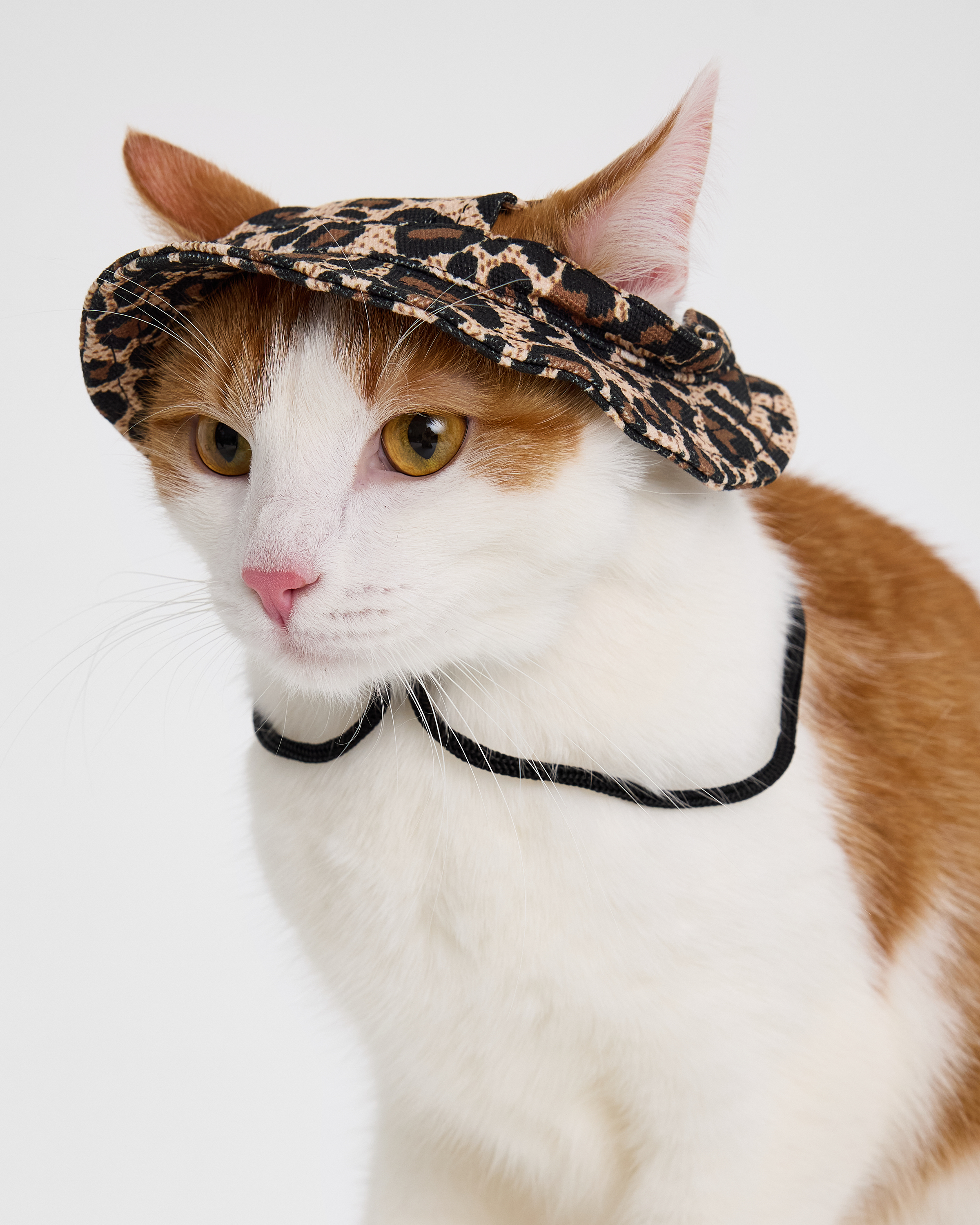 Изображение товара Панама для собак и кошек Зоозавр: M