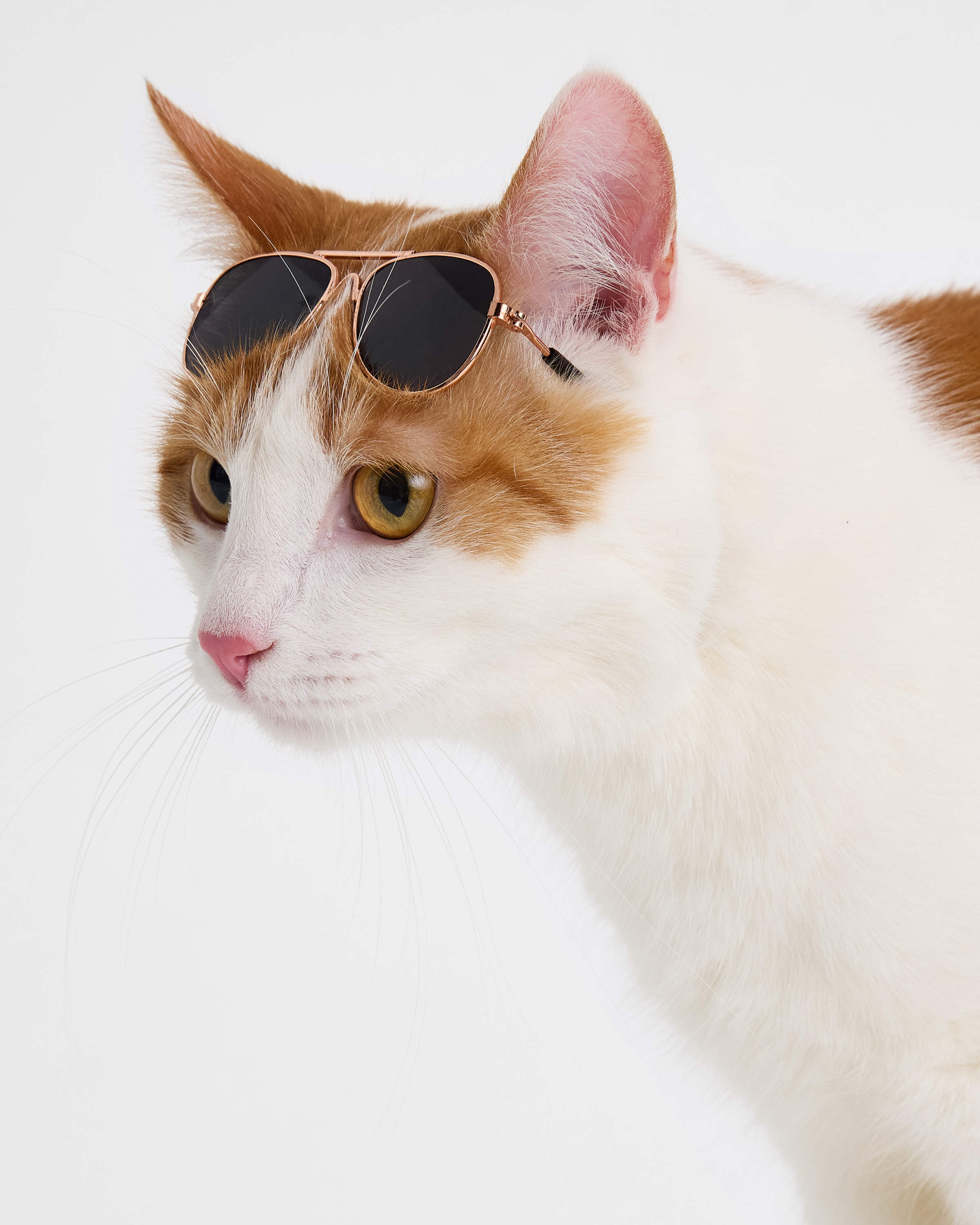 Изображение товара Очки для собак и кошек Зоозавр: Б/Р