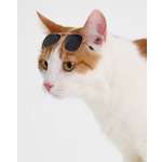 Очки для собак и кошек Зоозавр