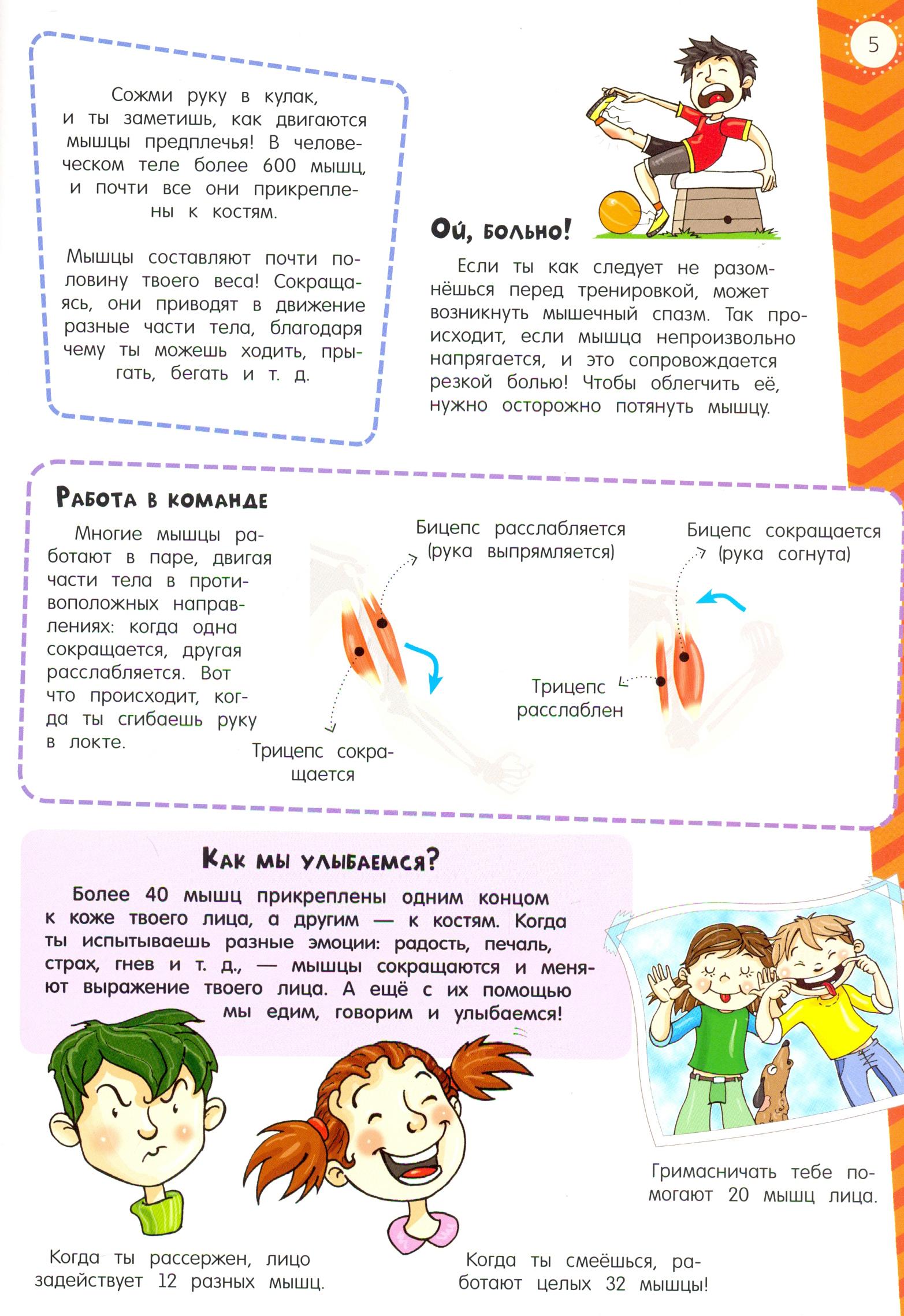 Книга Лабиринт Мой атлас с наклейками Тело человека - фото 3