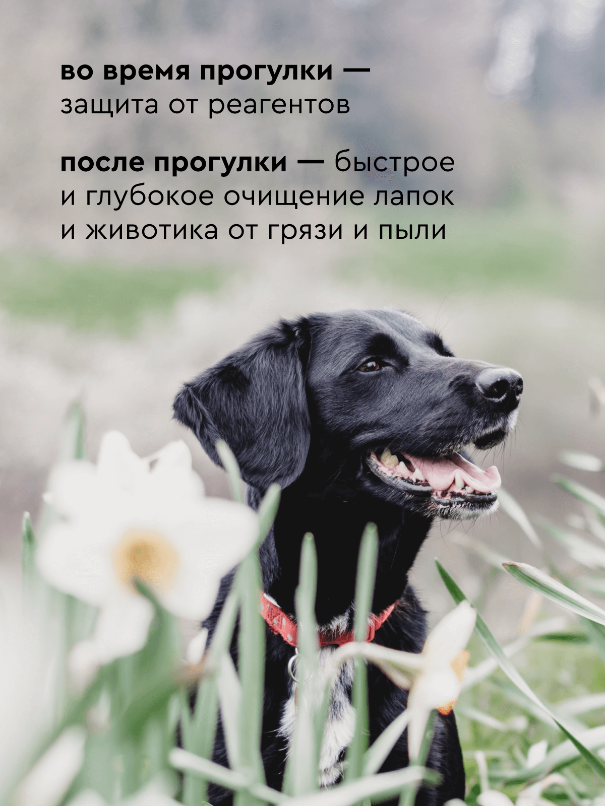 Мыло для лап Pamilee с хлоргексидином - фото 2