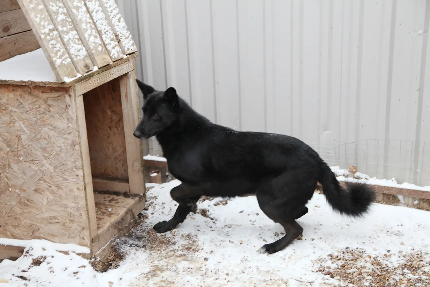 Собака Гала - фото 3