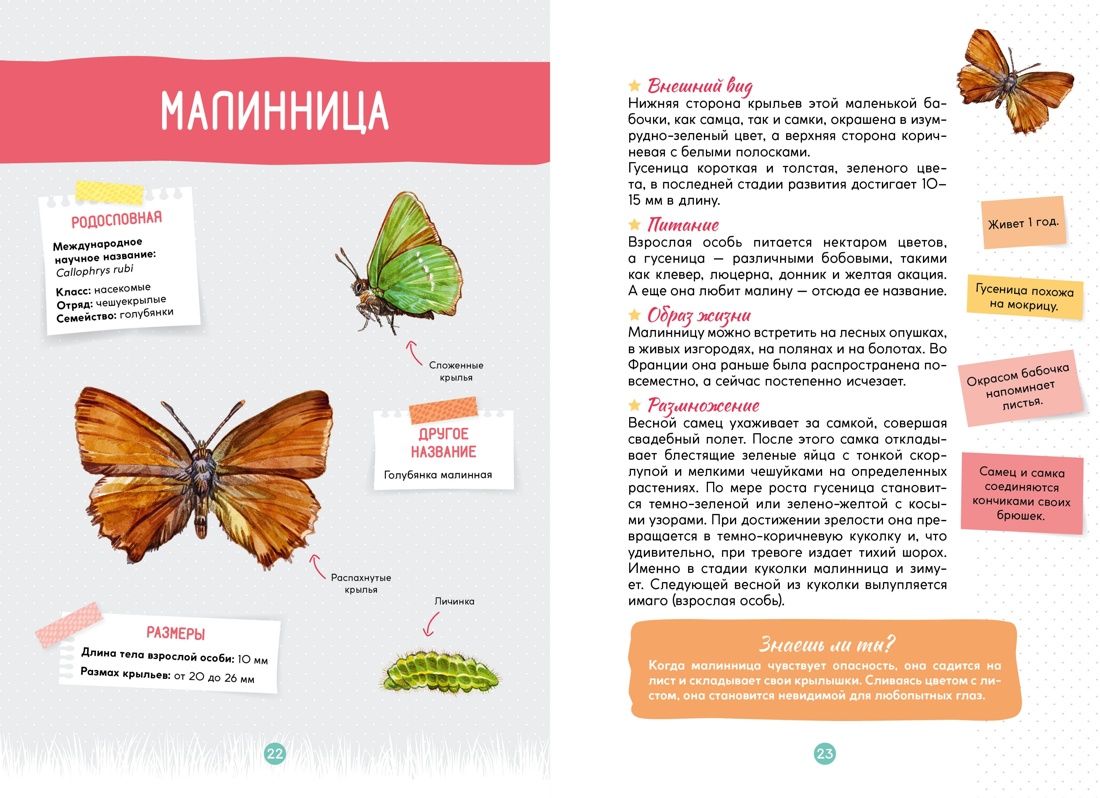 Книга Махаон Весь мир природы для школьника Комплект из 2 х книг - фото 5