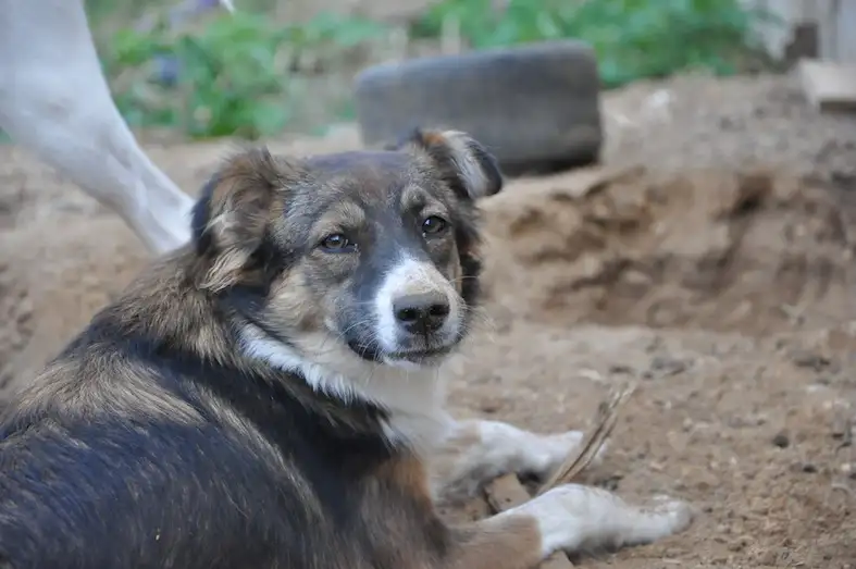 Собака Славка - фото 2