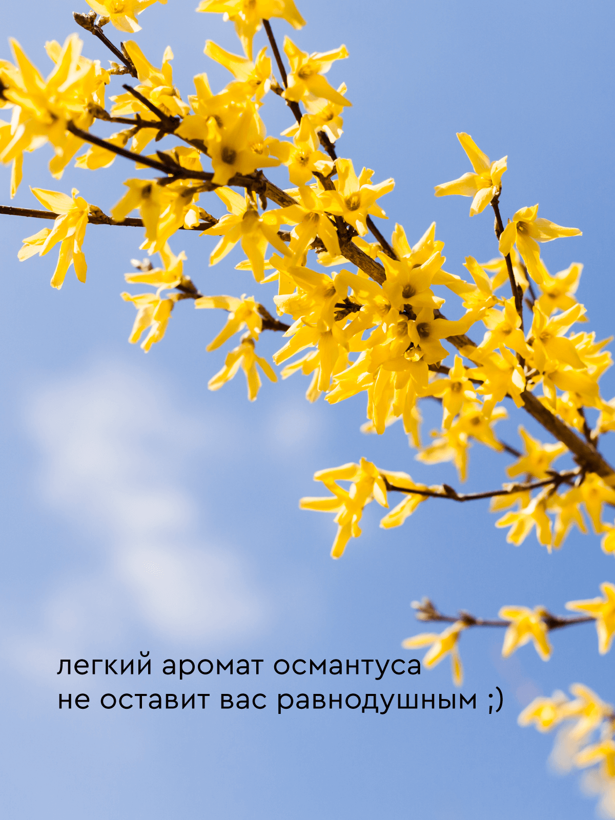 Мыло для лап Pamilee с хлоргексидином - фото 4