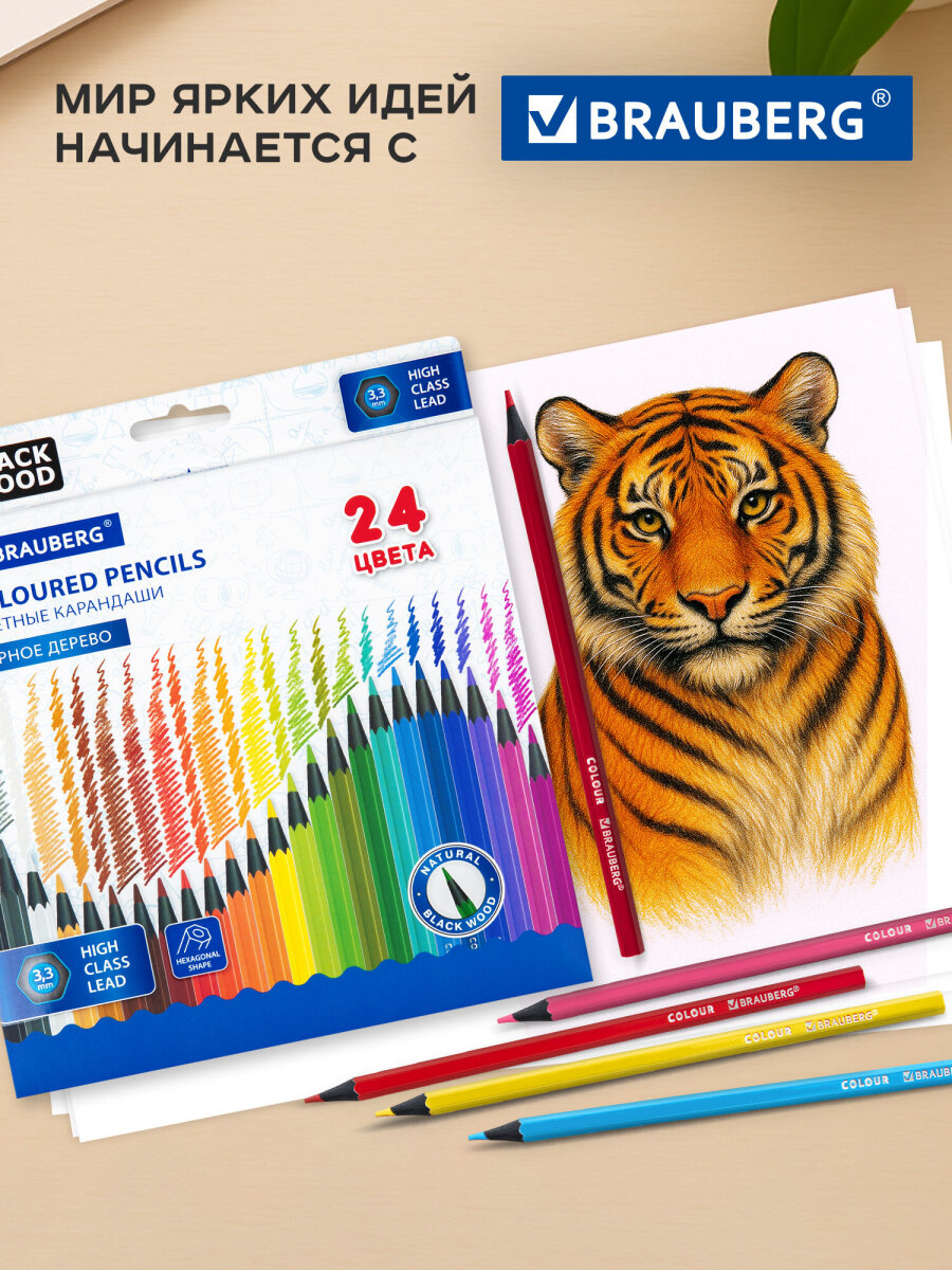 Карандаши цветные Brauberg 24 шт. - фото 5