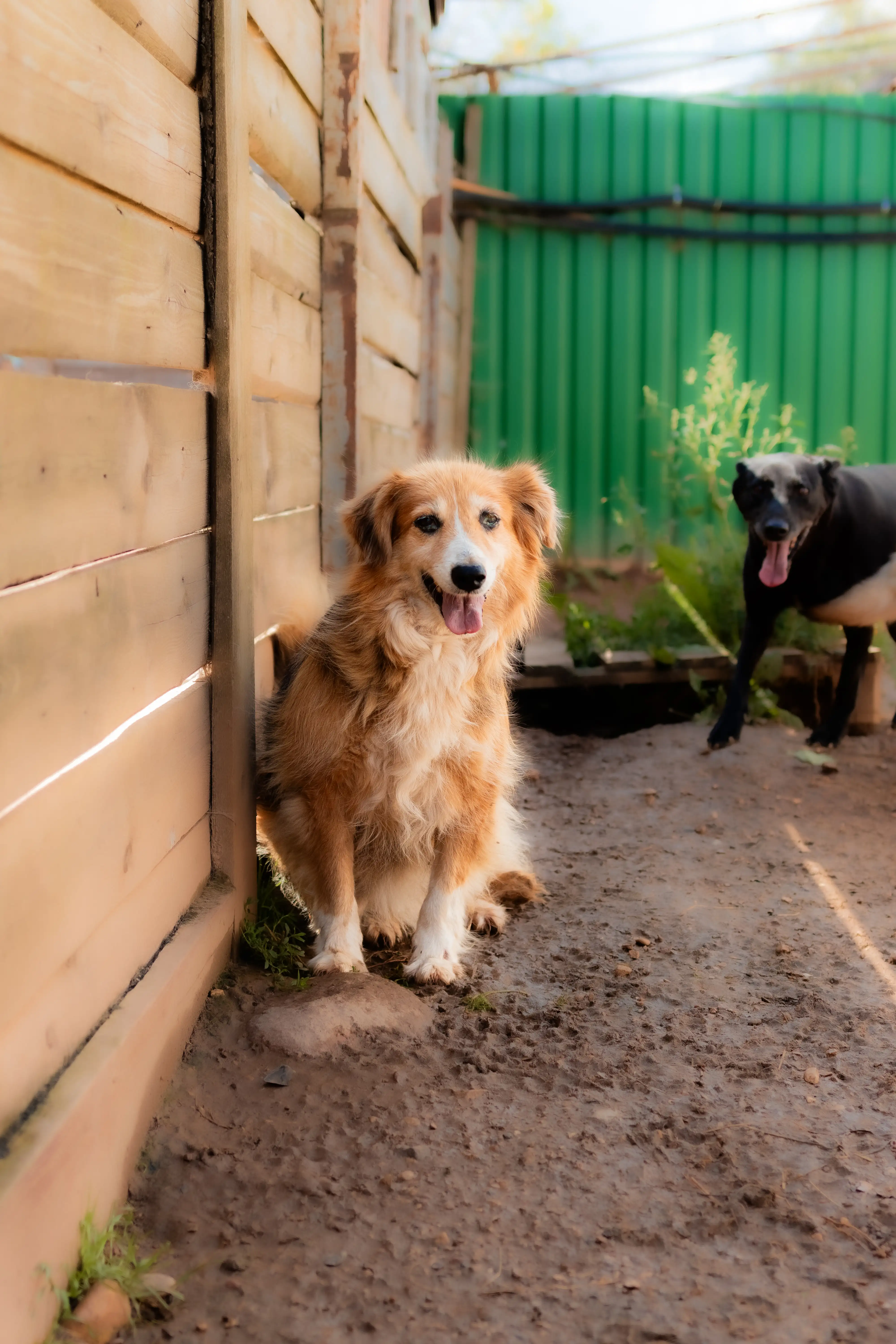 Собака Макарена - фото 3