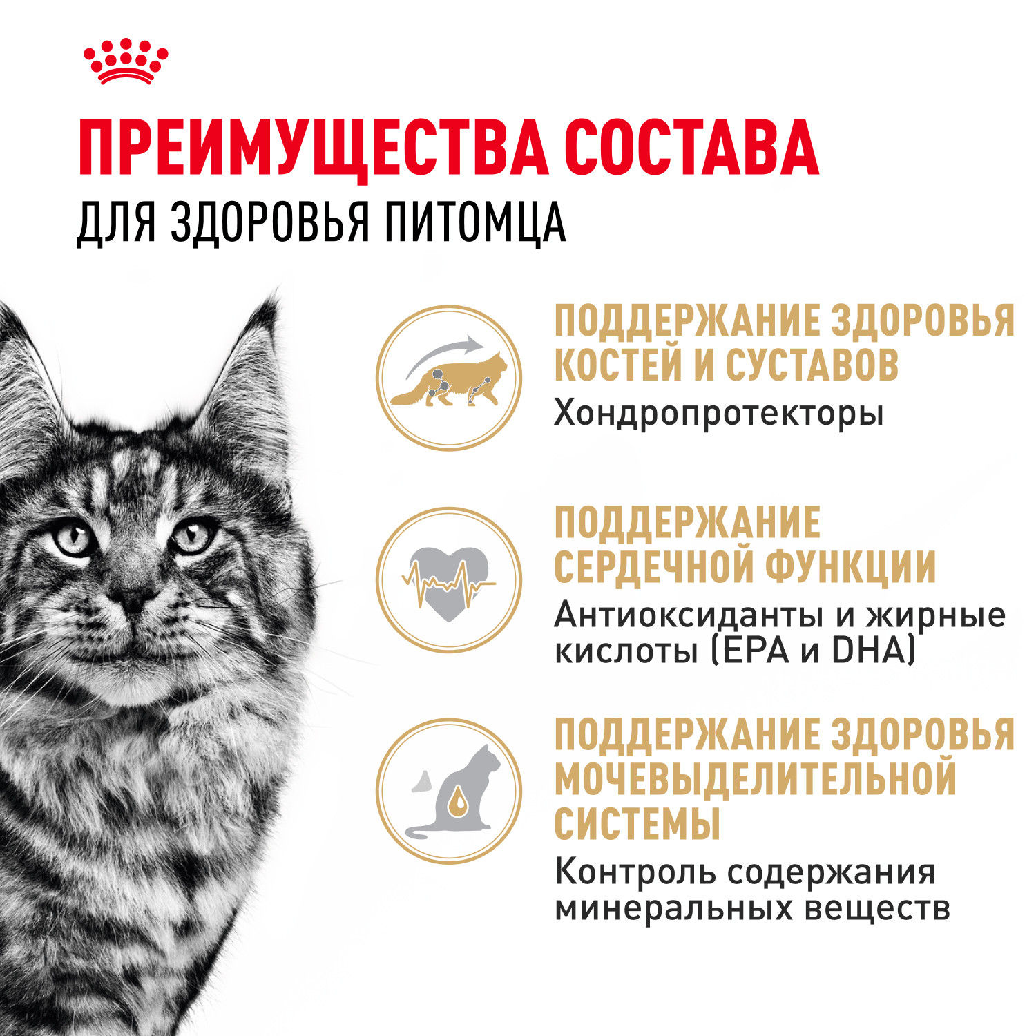 Корм сухой для кошек ROYAL CANIN Maine Coon 2кг породы мейн-кун - фото 3