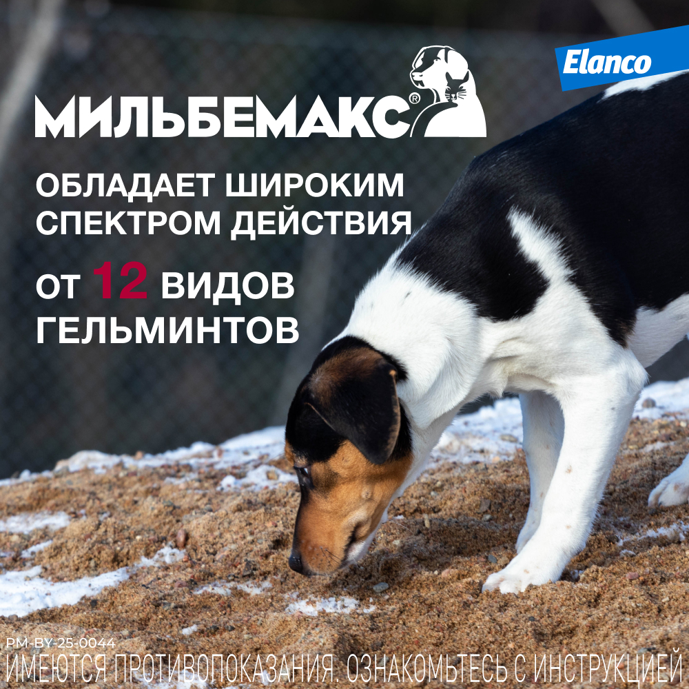 Антигельминтик для щенков и собак Elanco Мильбемакс малых пород 2таблетки - фото 4