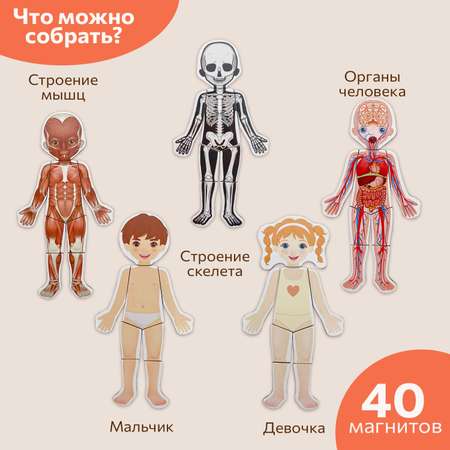 Настольная игра Бигр Тело человека