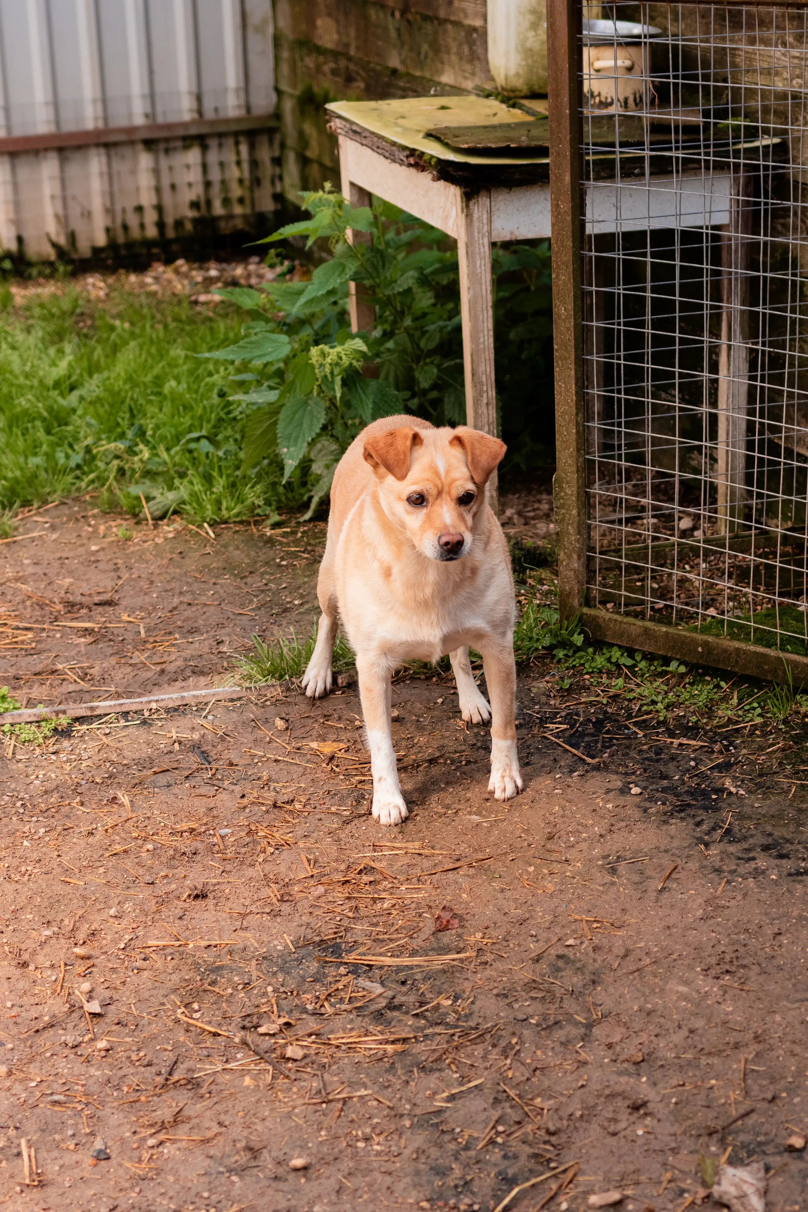 Собака Бука - фото 2