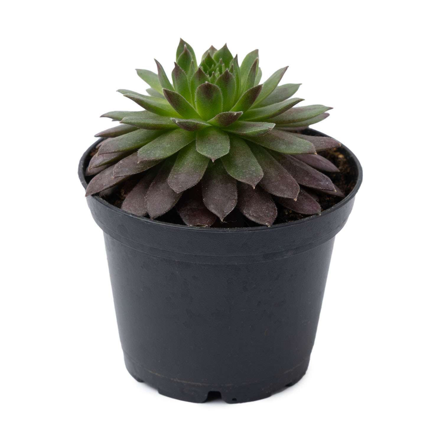 Растение ЕТК Суккуленты D7 в ассортименте - фото 9