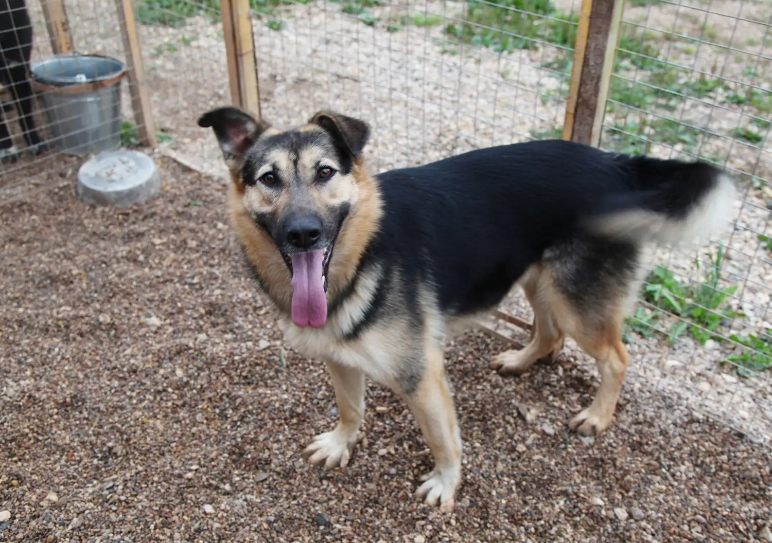 Собака Влада - фото 4