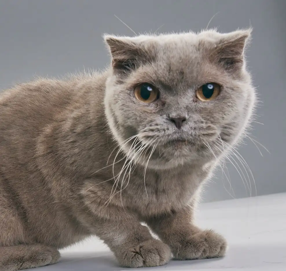 Кошка Шеба - фото 3