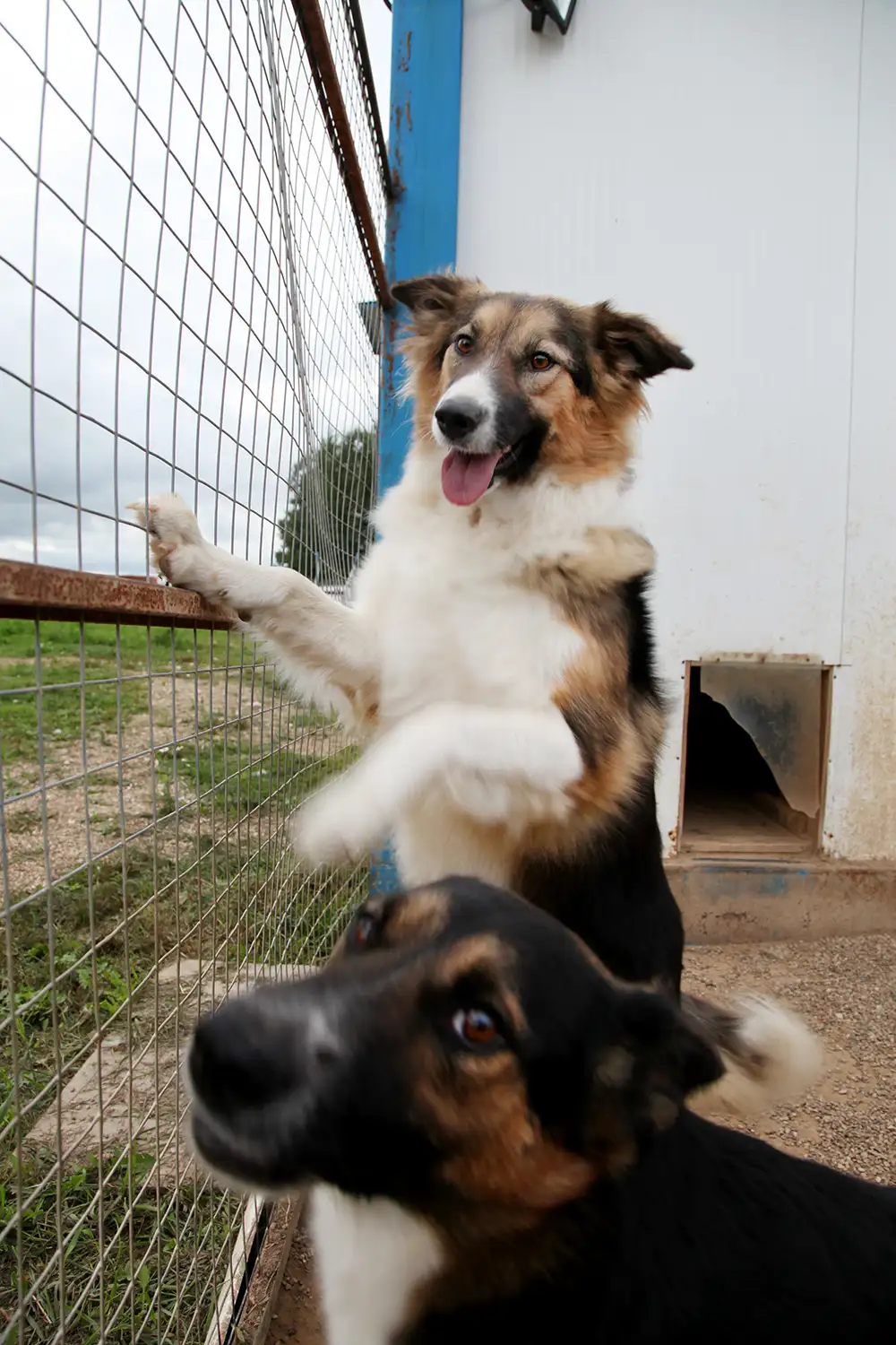 Собака Кельма - фото 3