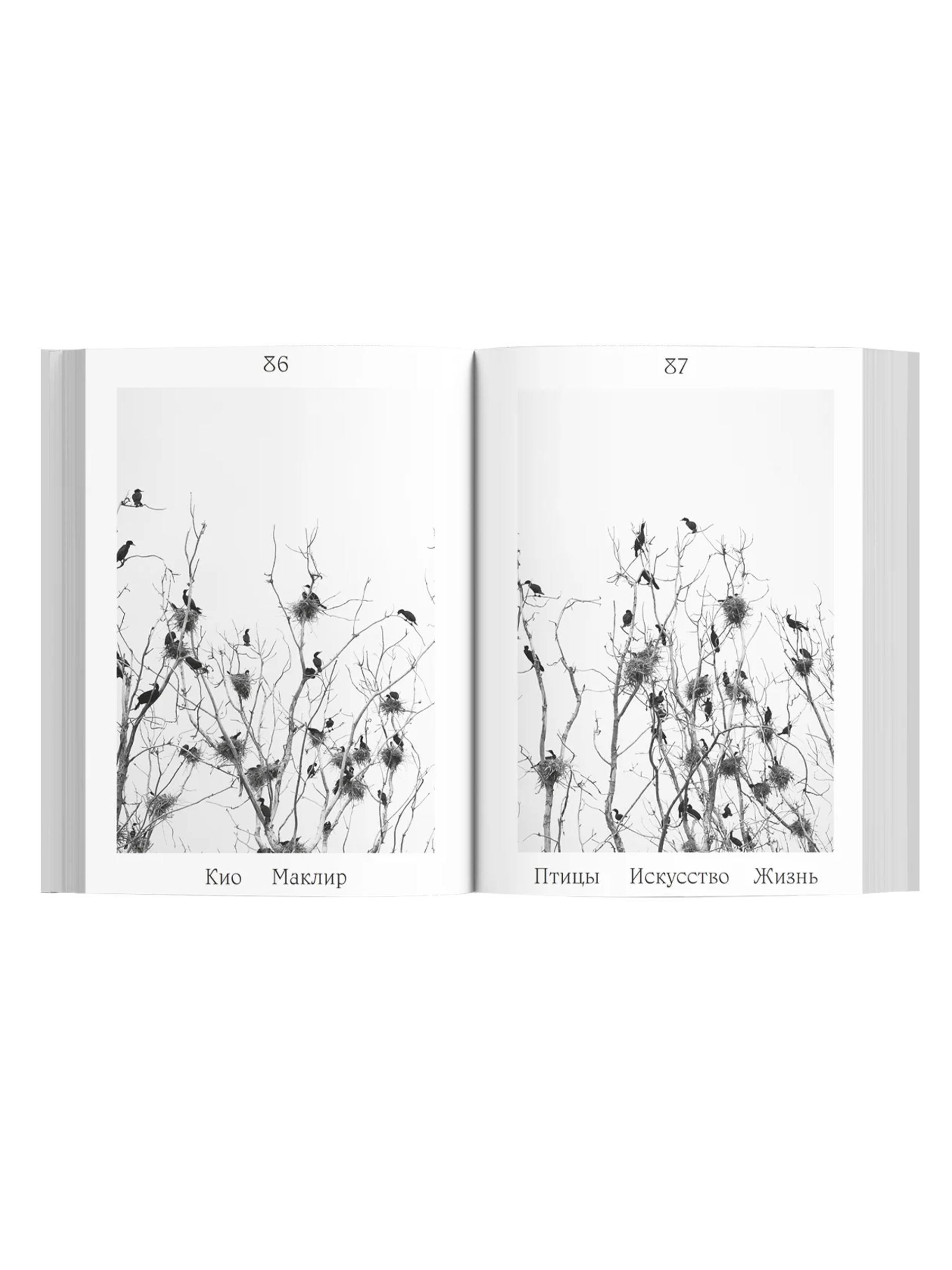 Книга Ad Marginem Птицы искусство жизнь год наблюдений - фото 3