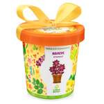 Набор для выращивания Happy Plant